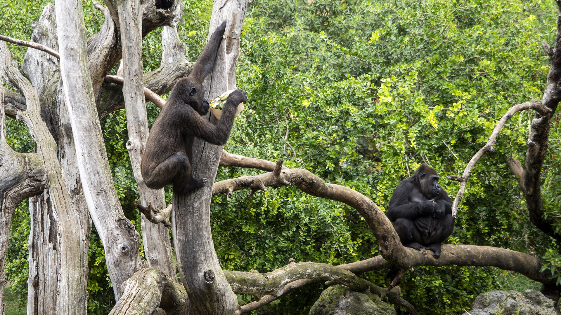 Enriquecimiento ambiental con helados para los gorilas en BIOPARC Valencia