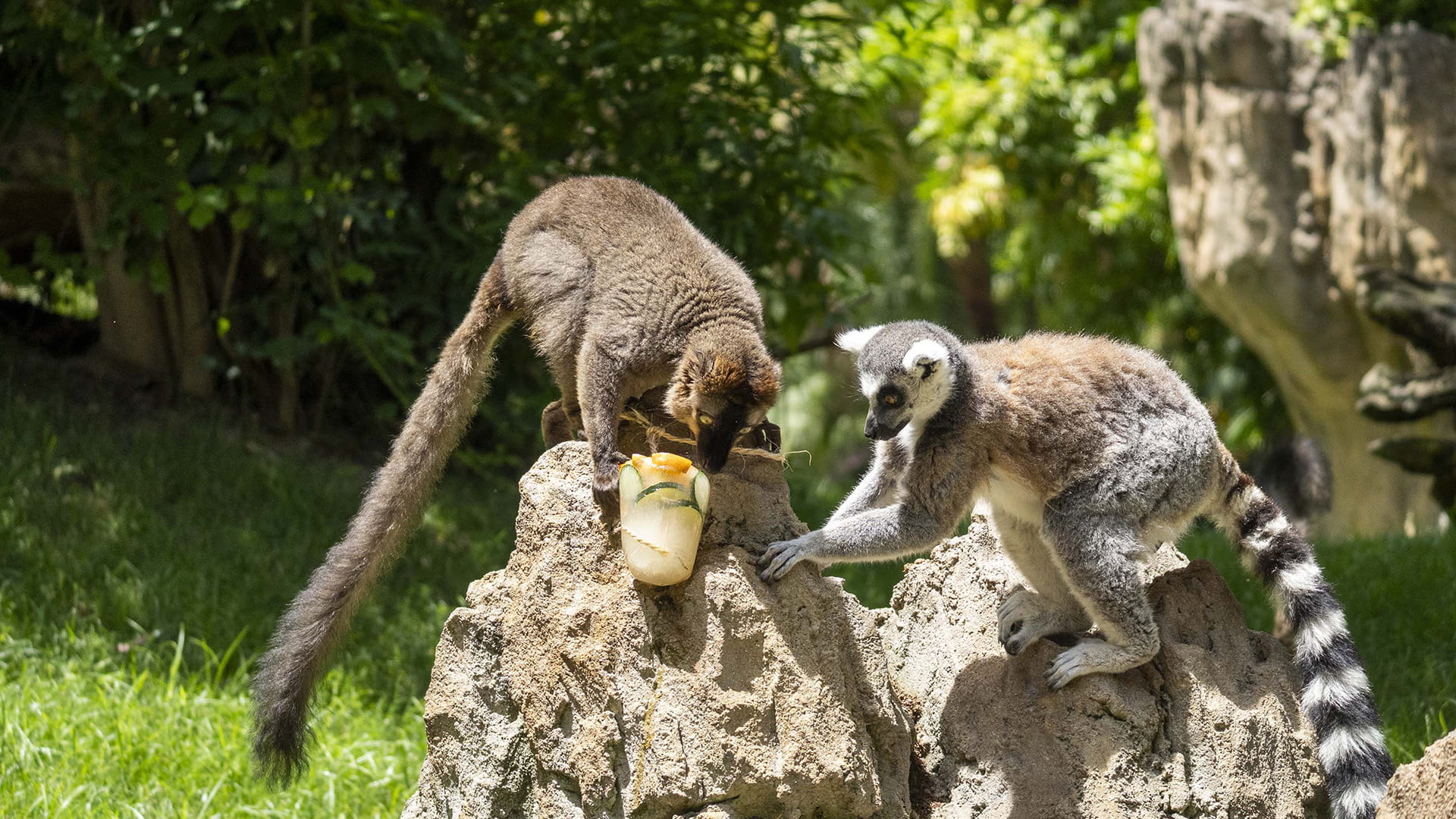 Enriquecimiento ambiental con helados para los lémures en BIOPARC Valencia