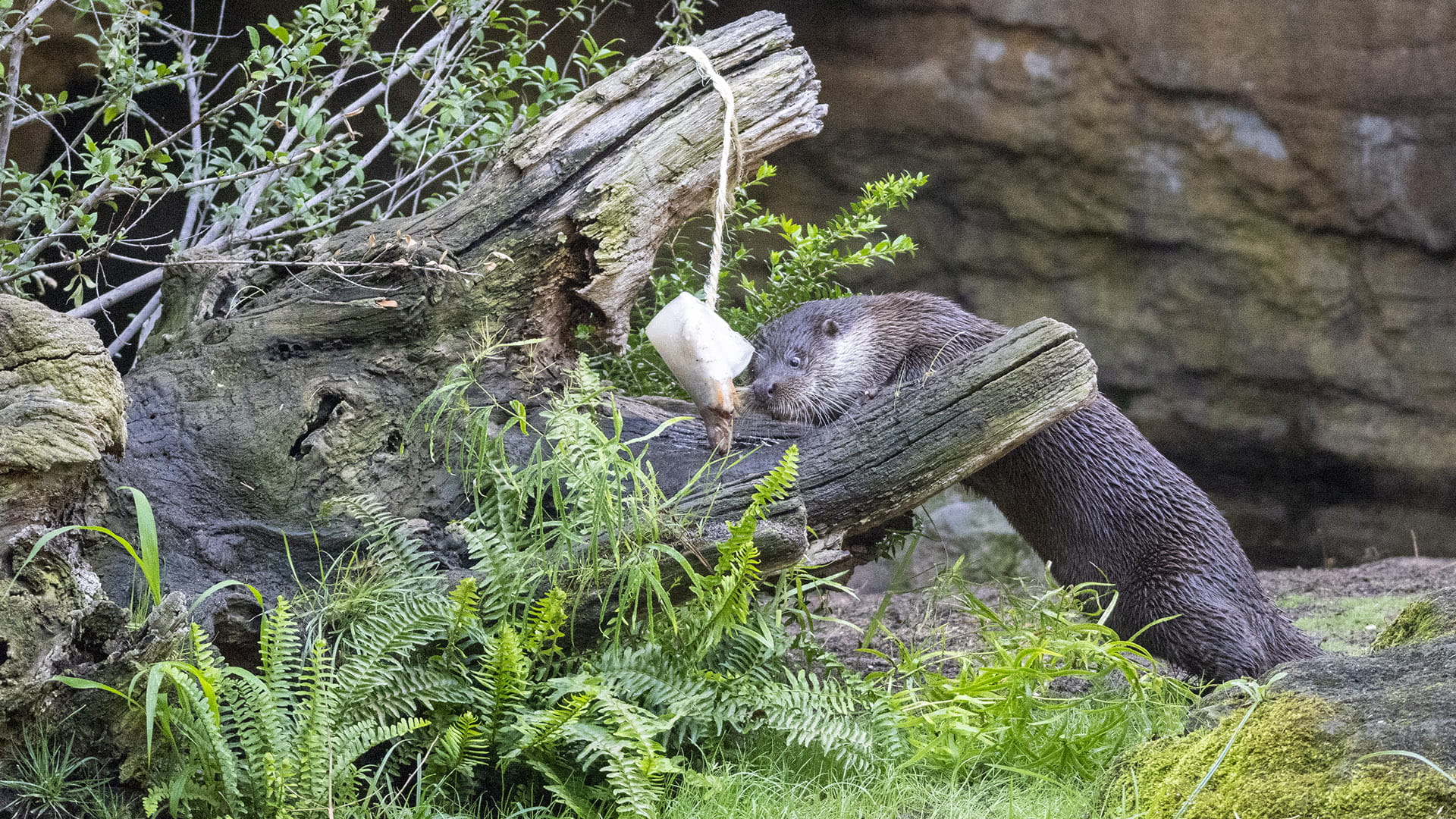 Enriquecimiento ambiental con helados para las nutrias en BIOPARC Valencia