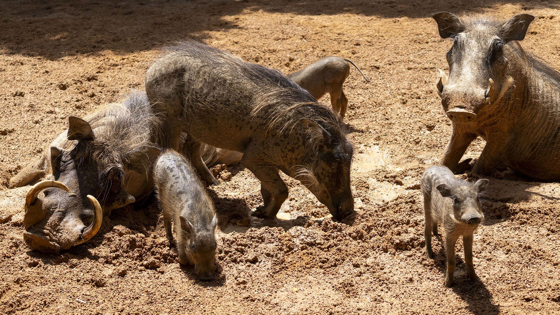 Baño de barro para la familia de facóqueros en BIOPARC Valencia