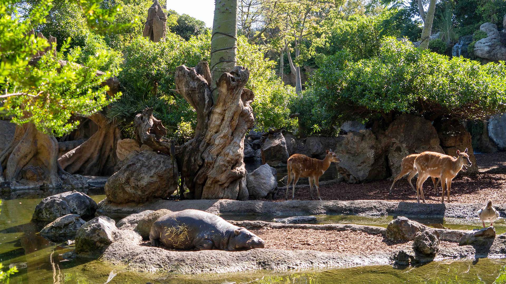 Nace una segunda cría de dril en BIOPARC Valencia