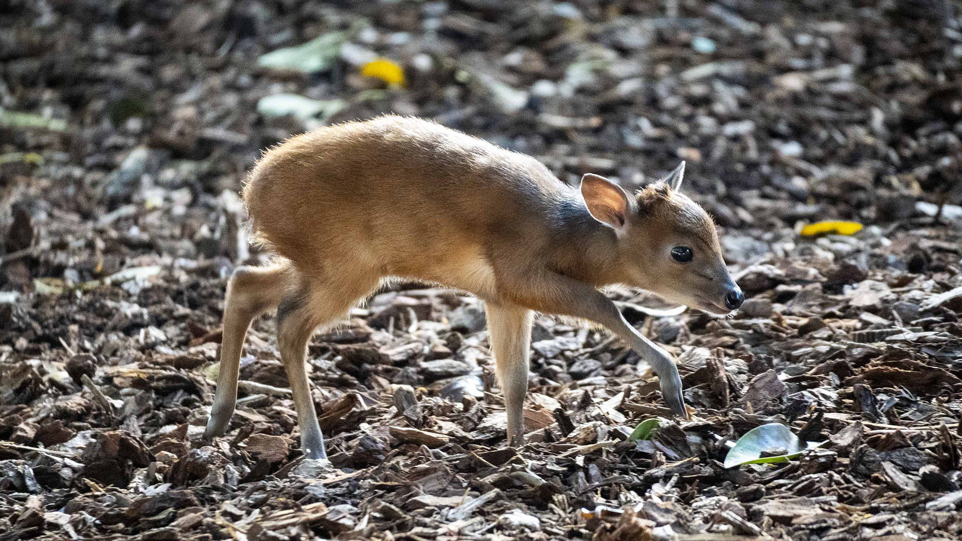 La cría de duiker rojo de Natal nacida en BIOPARC comienza a explorar el recinto exterior