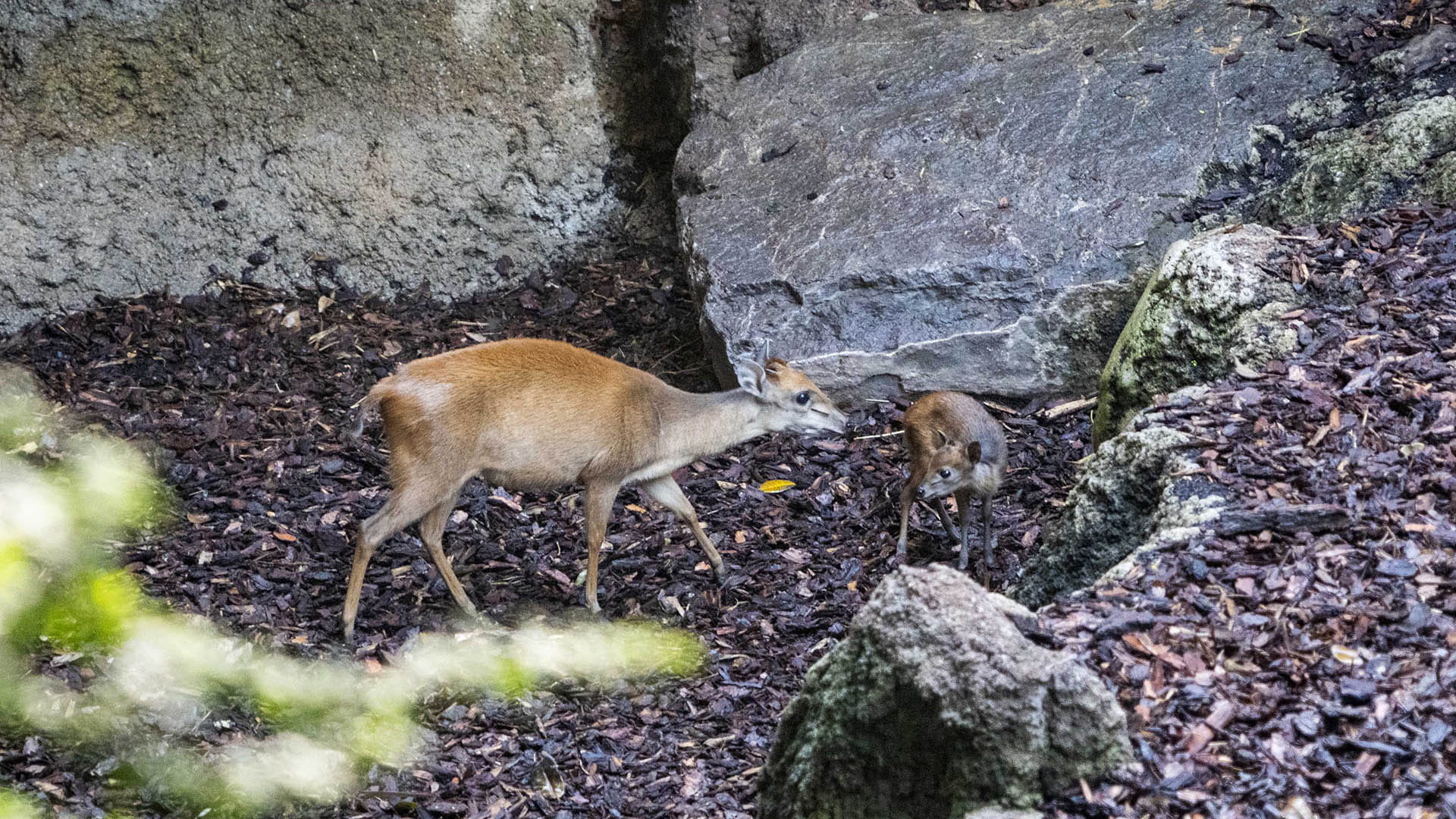 BIOPARC Valencia, referente europeo en la conservación del duiker rojo de Natal, celebra un nuevo nacimiento