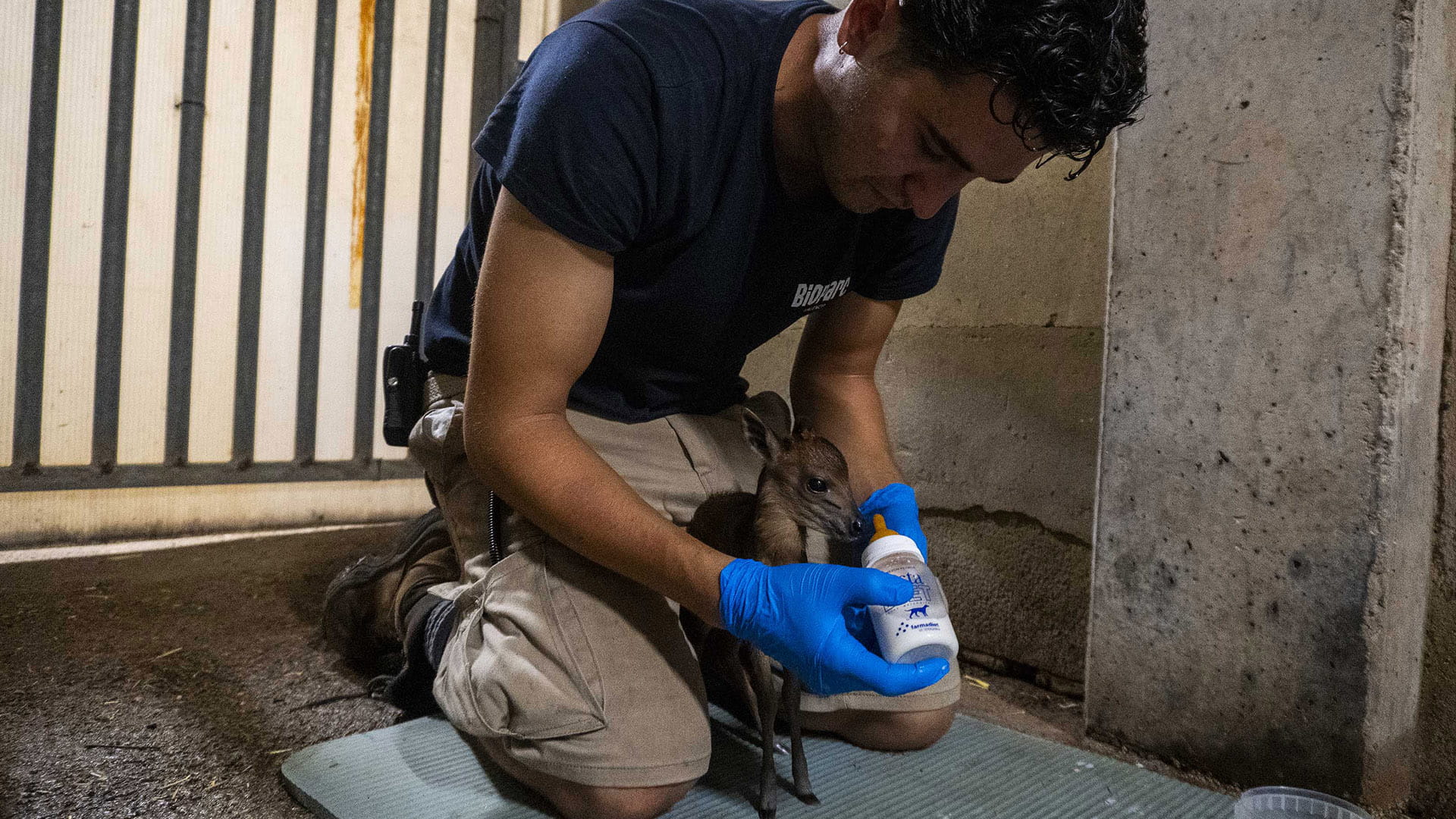 El equipo de biología dando biberón a la cría de duiker rojo nacida en BIOPARC Valencia