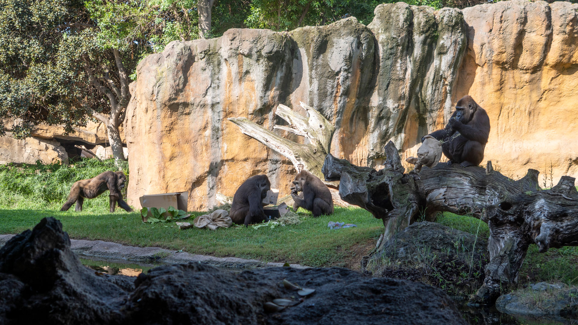 Gorilas de BIOPARC Valencia en el cumpleaños de Virunga