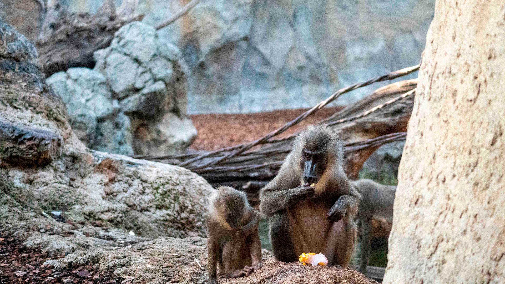 Agosto 2026 - Helados para driles en BIOPARC Valencia3