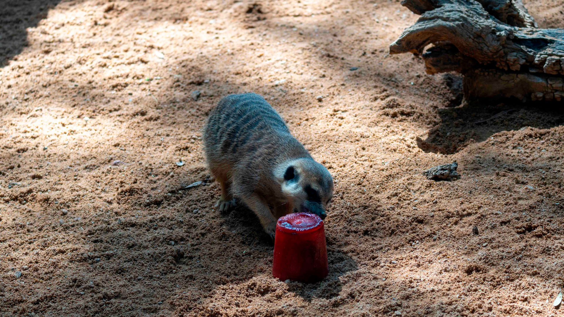 Agosto 2026 - Helados para el grupo de suricatas de BIOPARC Valencia 1