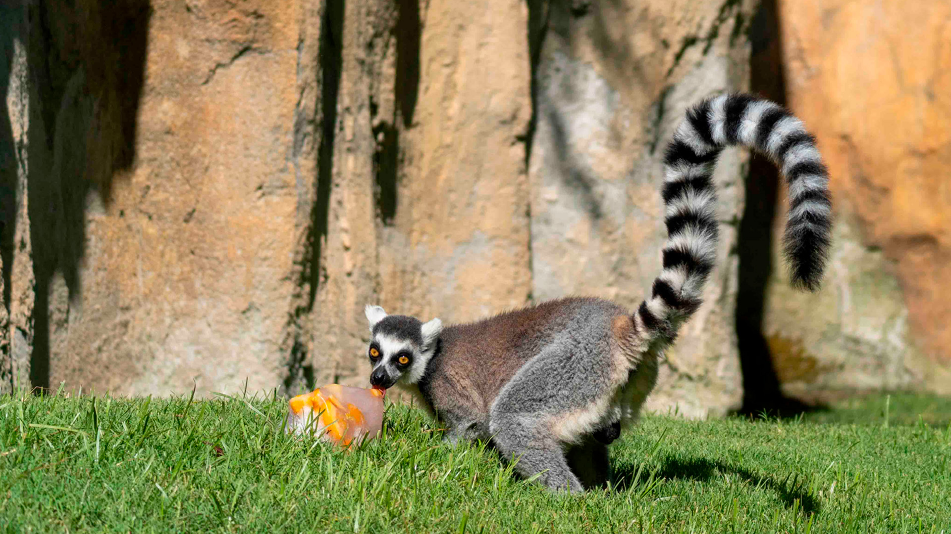 Agosto 2026 - Lémures disfrutan de helados en la isla de Madagascar de BIOPARC Valencia1