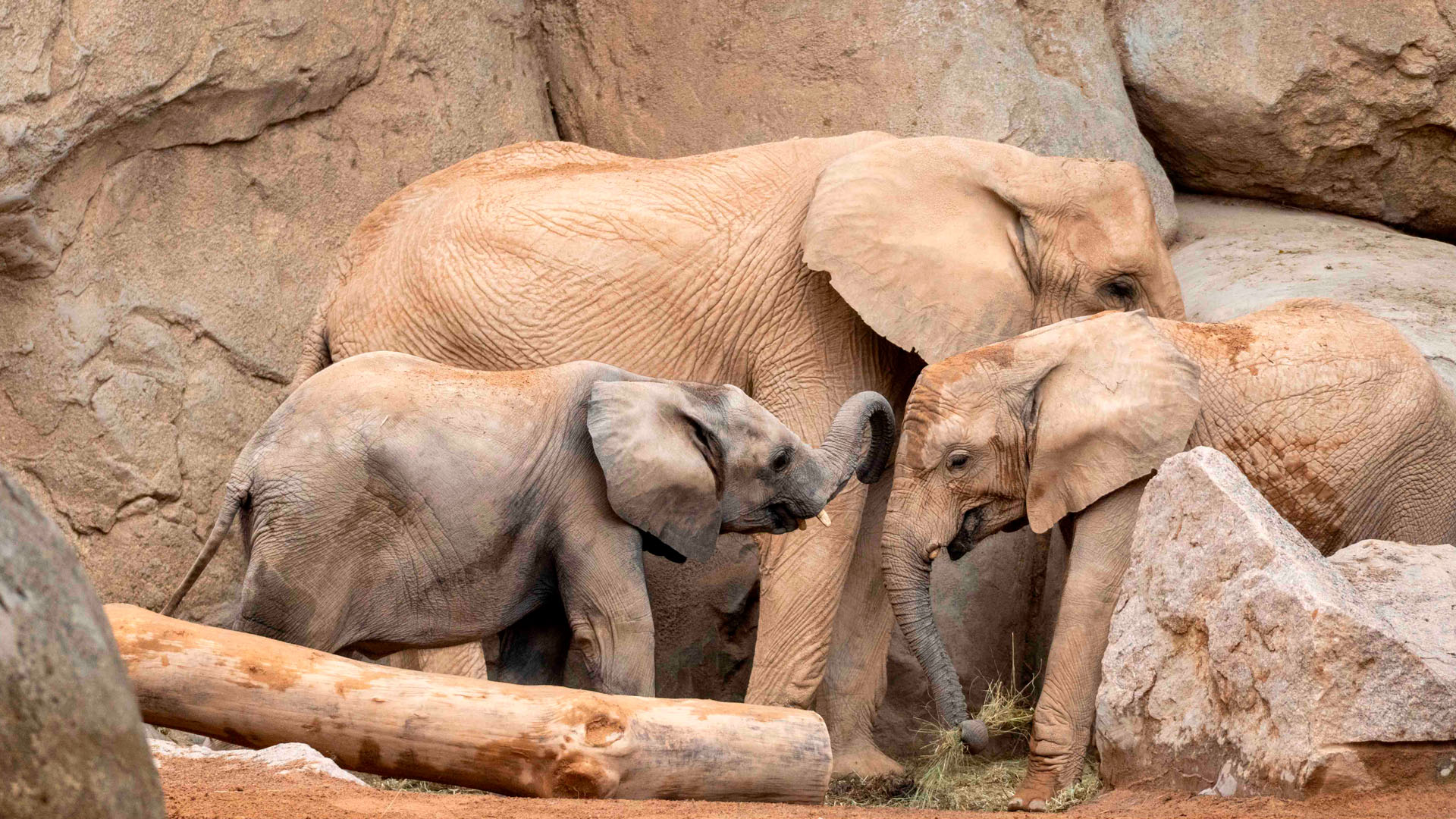 Los elefantes Malik y Makena en BIOPARC Valencia
