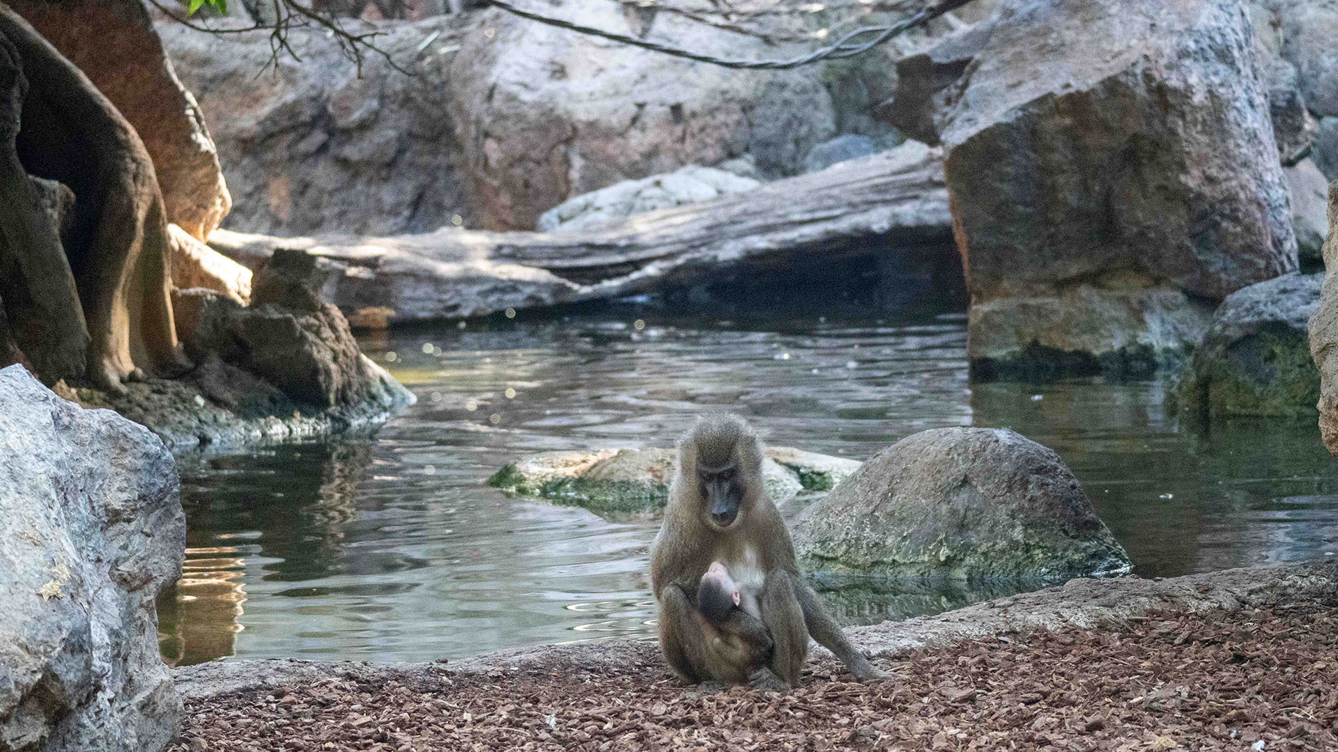 Nace una segunda cría de dril en BIOPARC Valencia