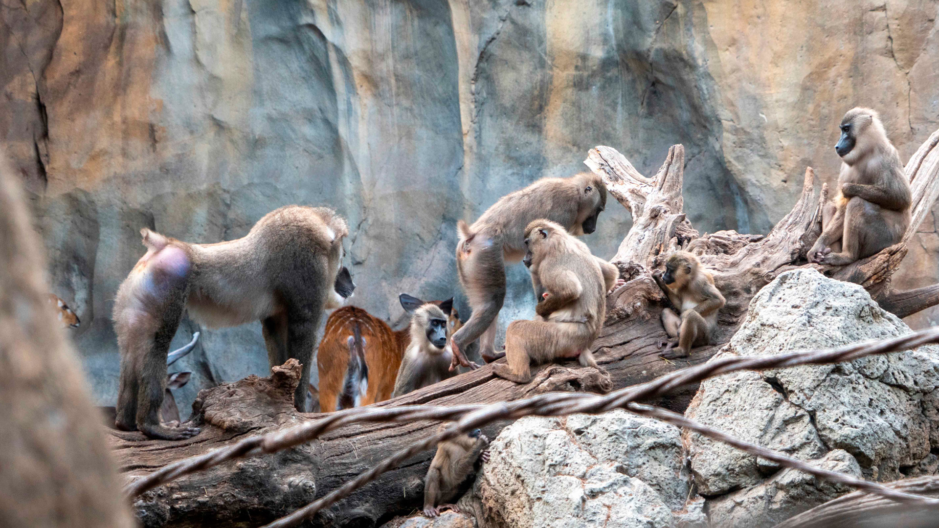  Nace una cría de dril en BIOPARC Valencia