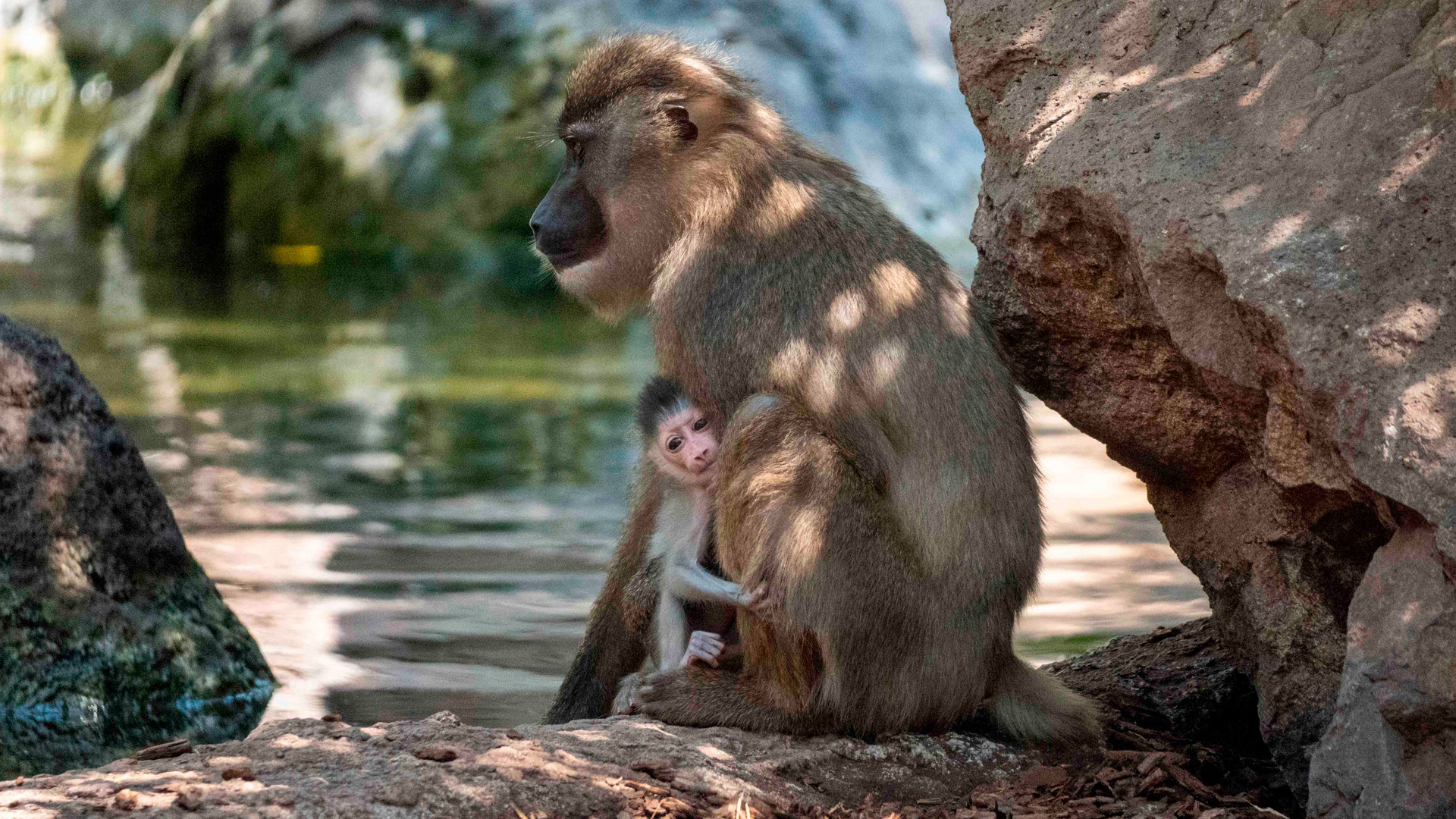 Agosto 2026. Nace una cría de dril en BIOPARC Valencia