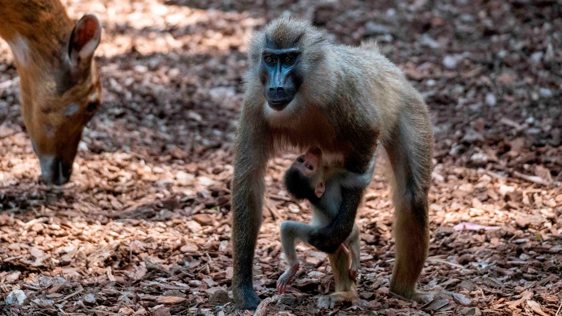 Nace una cría de dril en BIOPARC Valencia