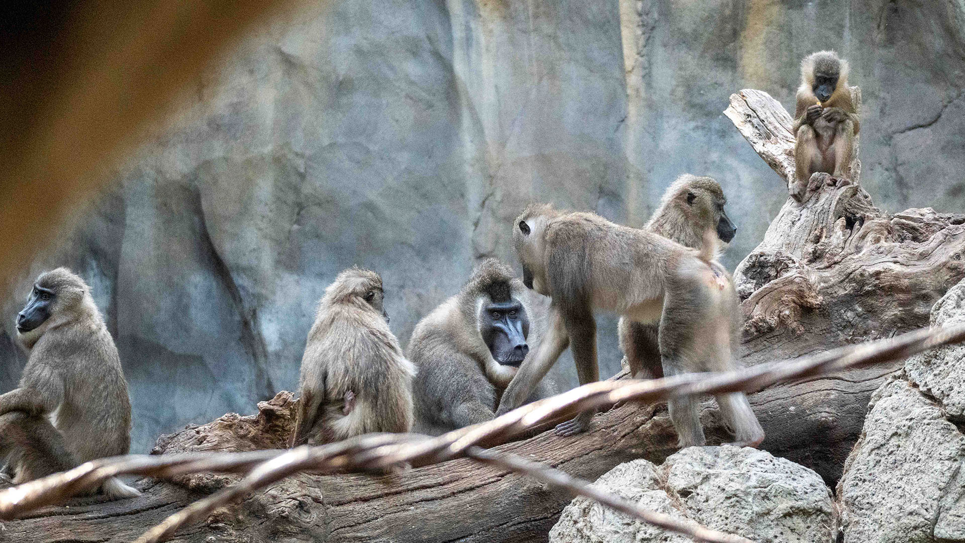 Nace una segunda cría de dril en BIOPARC Valencia