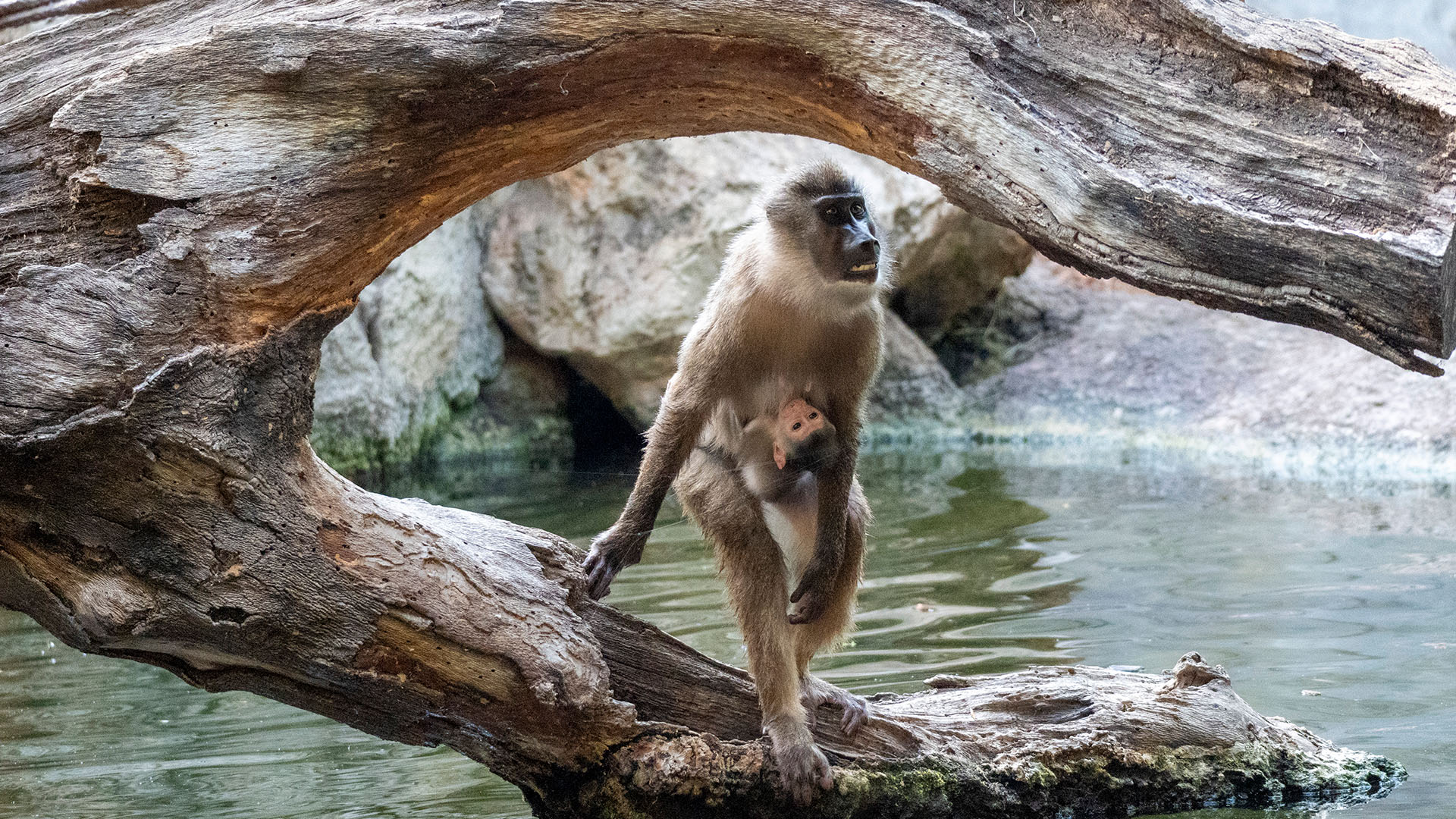 Nace una segunda cría de dril en BIOPARC Valencia