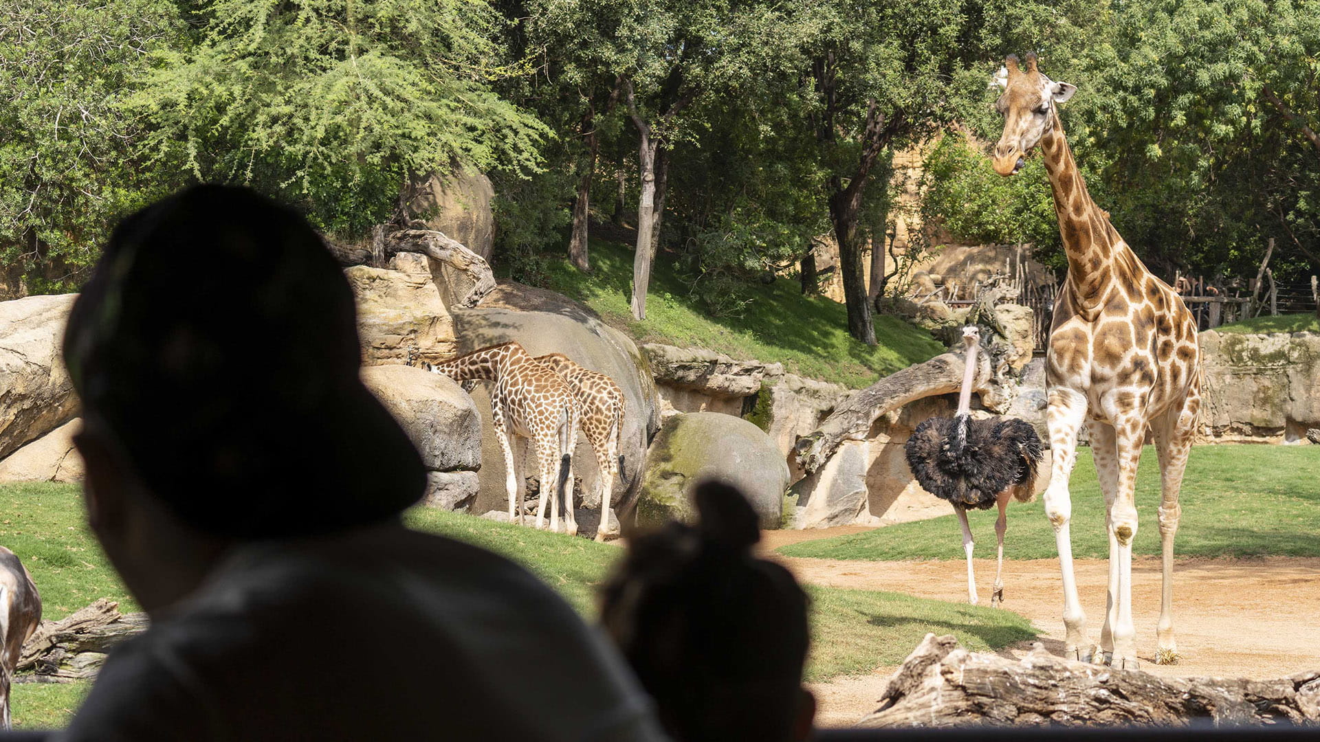 BIOPARC Valencia recibe el premio Travellers Choice 2026 de Tripadvisor