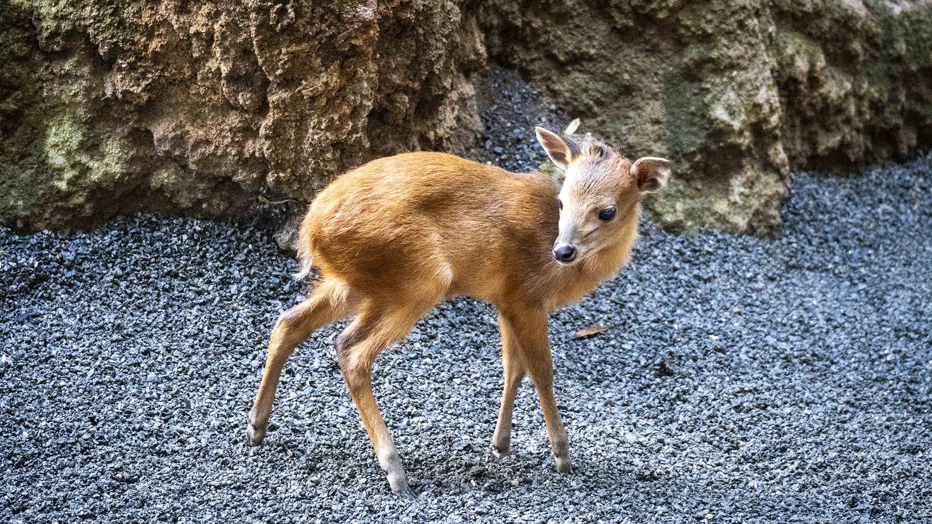 BIOPARC Valencia, referente europeo en la conservación del duiker rojo de Natal, celebra un nuevo nacimiento