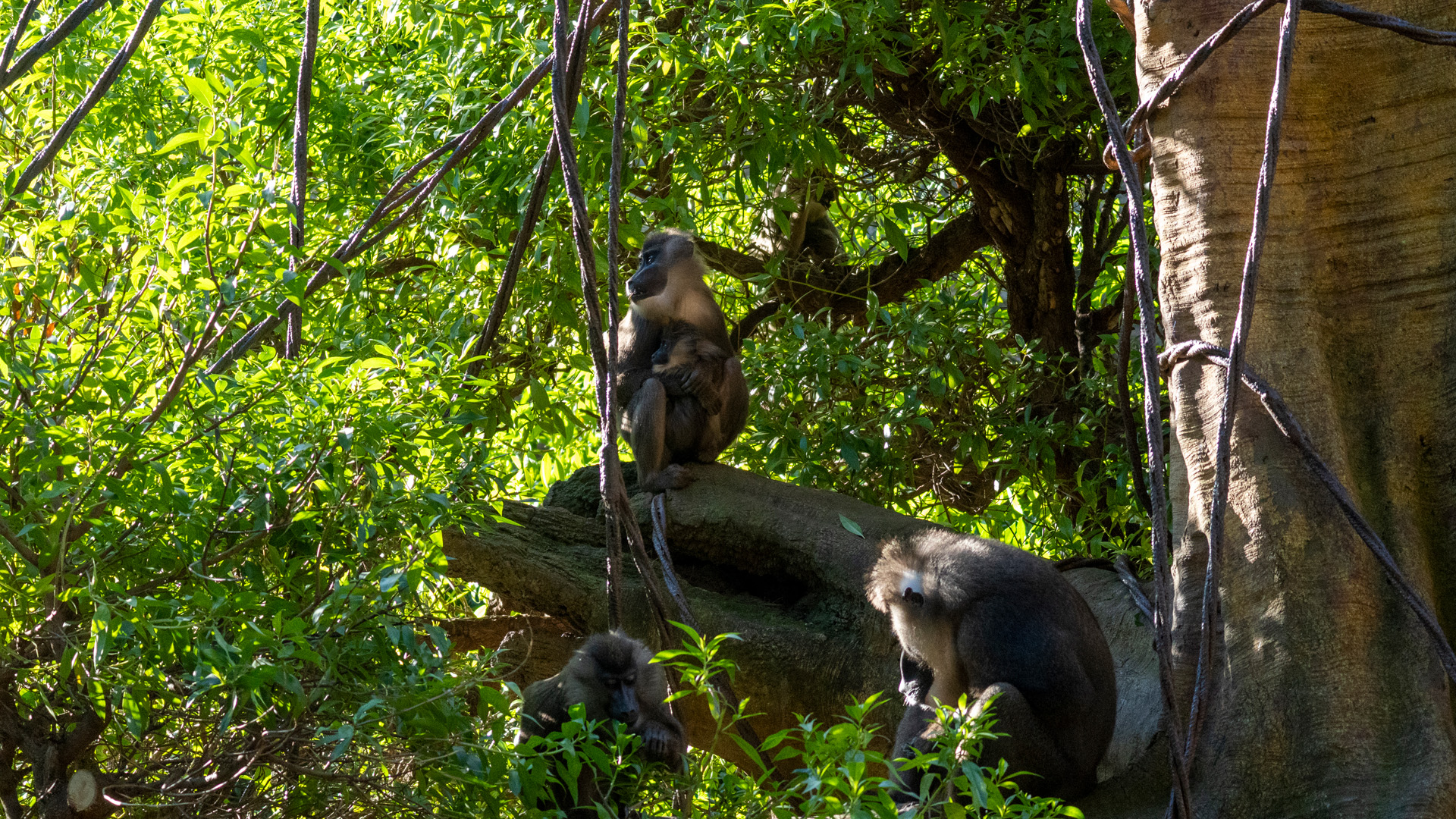 Driles en BIOPARC Valencia