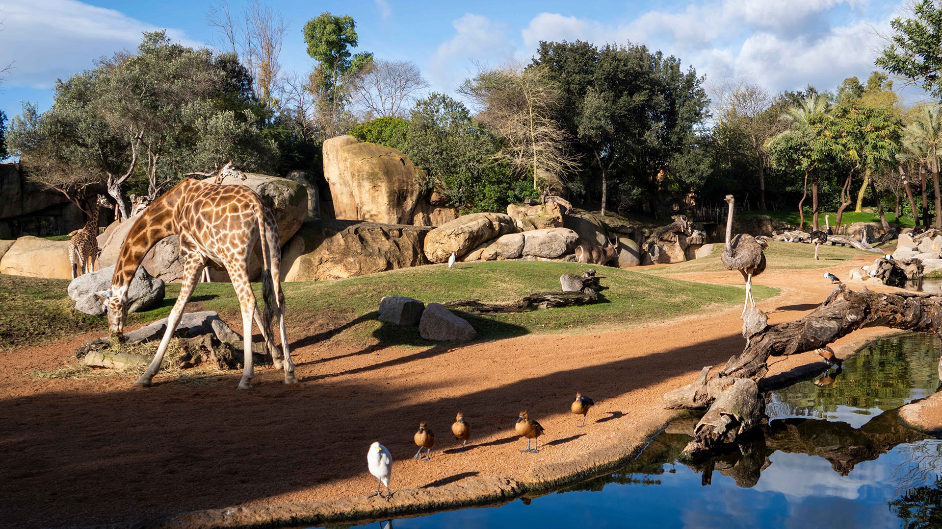 Animales en la sabana de BIOPARC Valencia