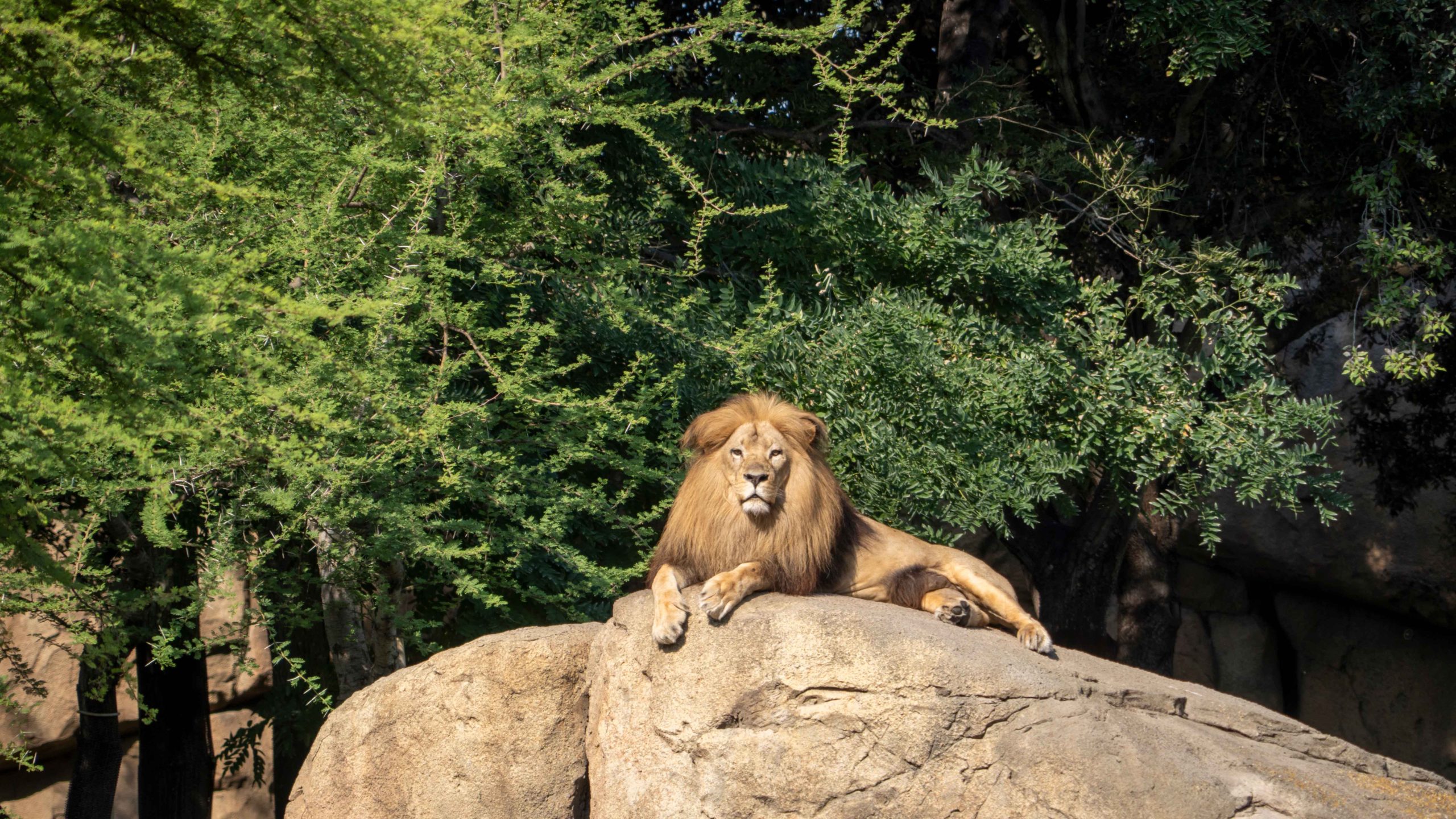 Julio 2026 - El macho de león Lubango en la sabana de BIOPARC Valencia