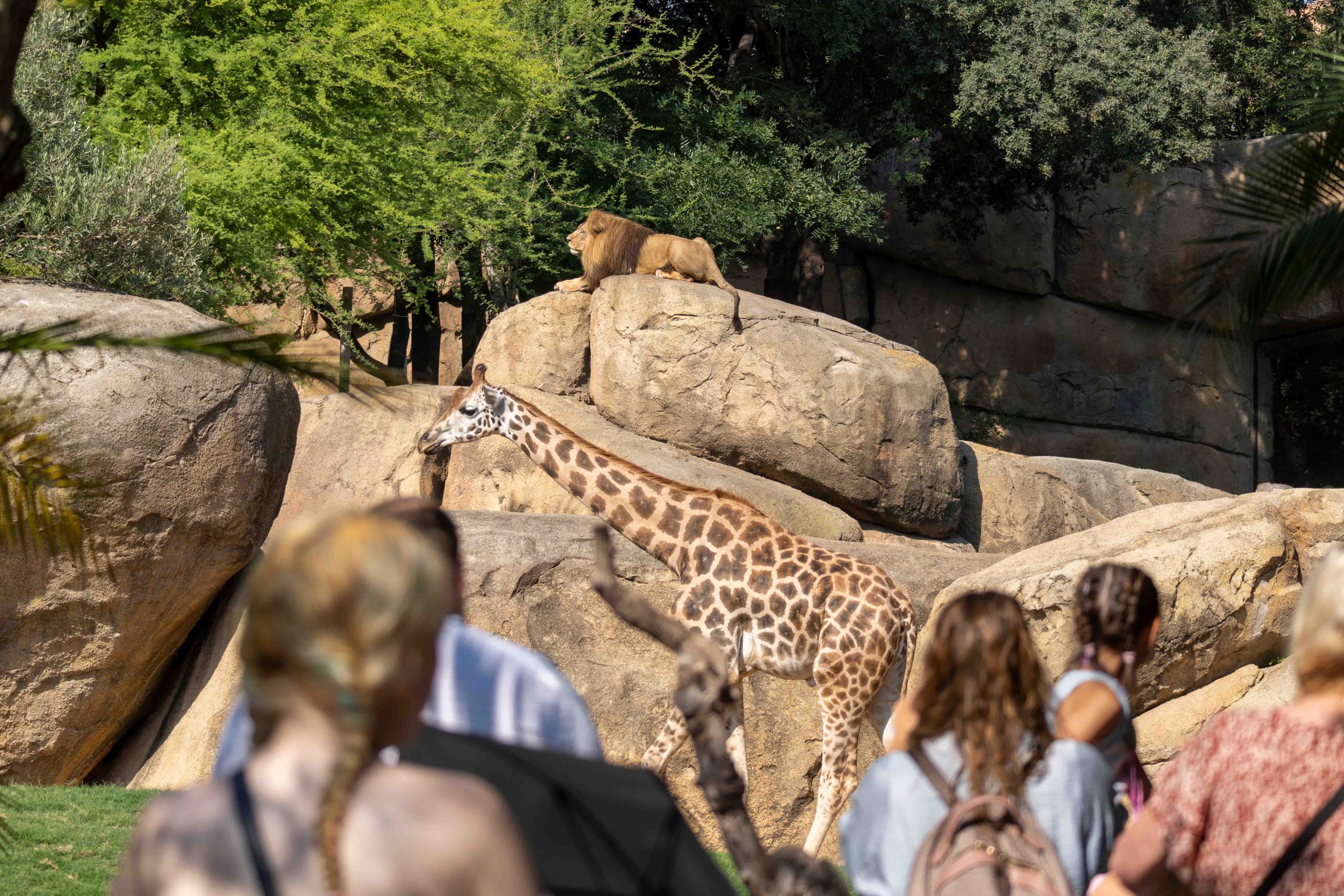Leon y jirafa en la sabana de BIOPARC Valencia1