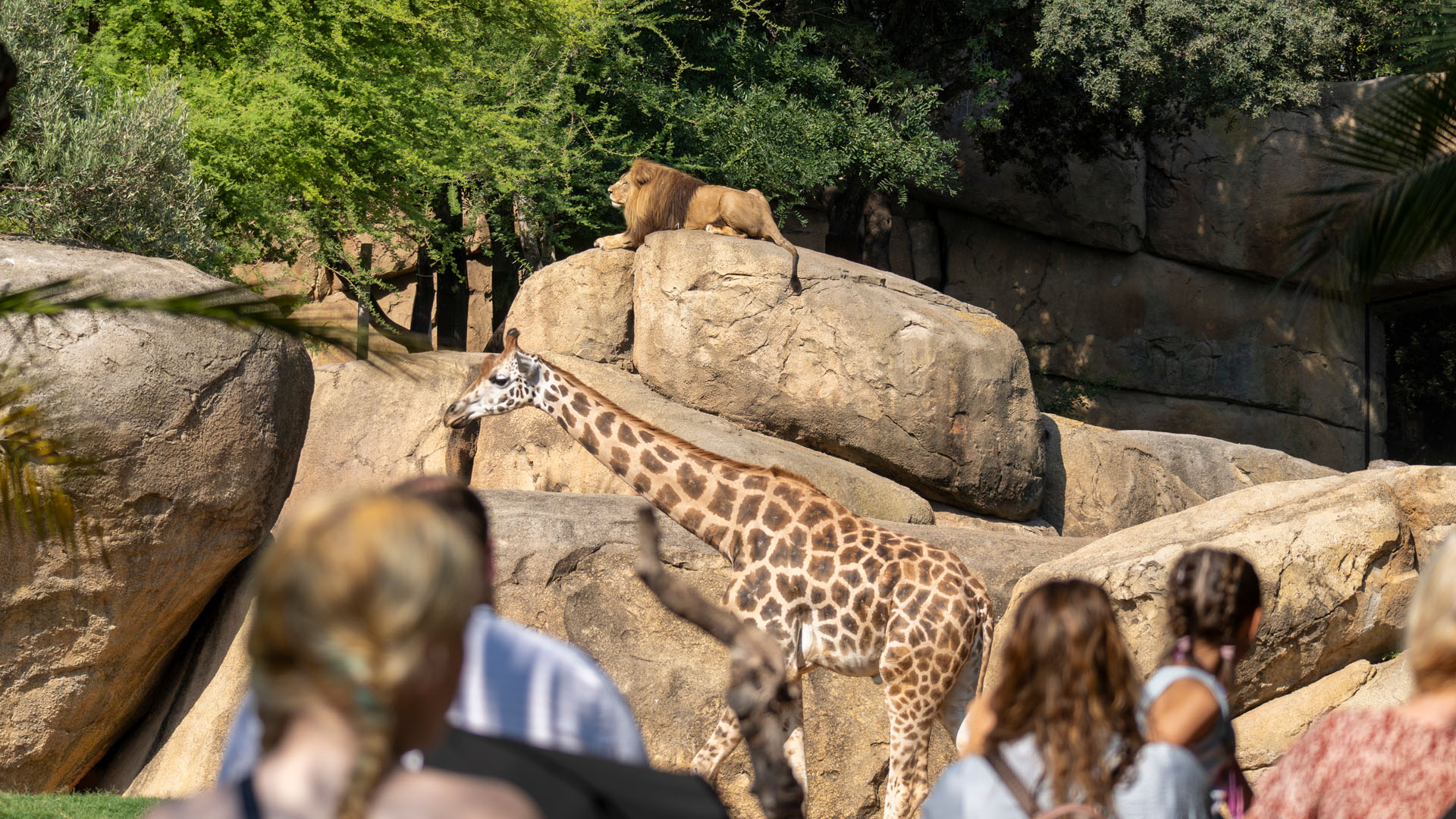 Julio 2026. León y jirafa en la sabana de BIOPARC Valencia