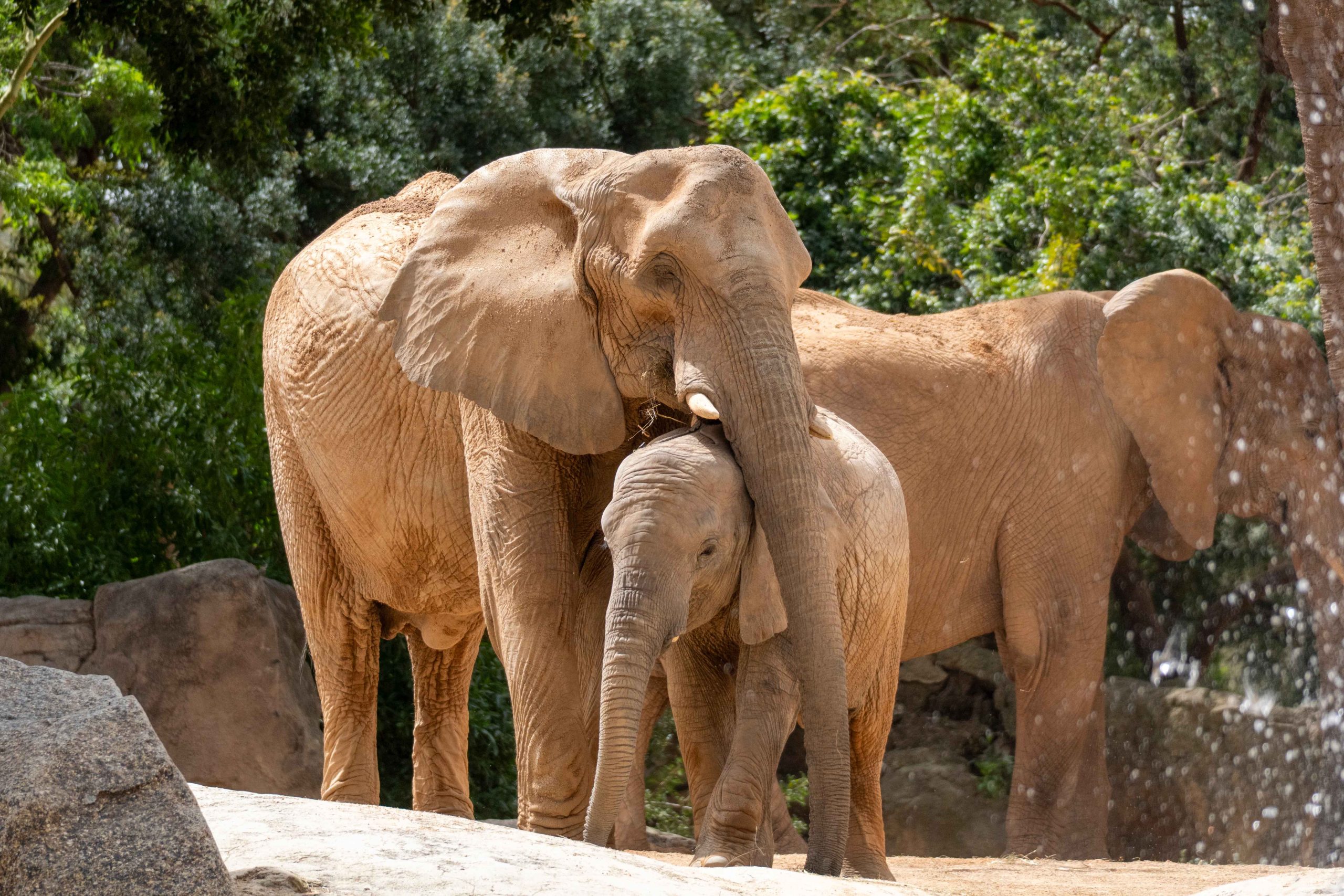 Elefantes en BIOPARC Valencia