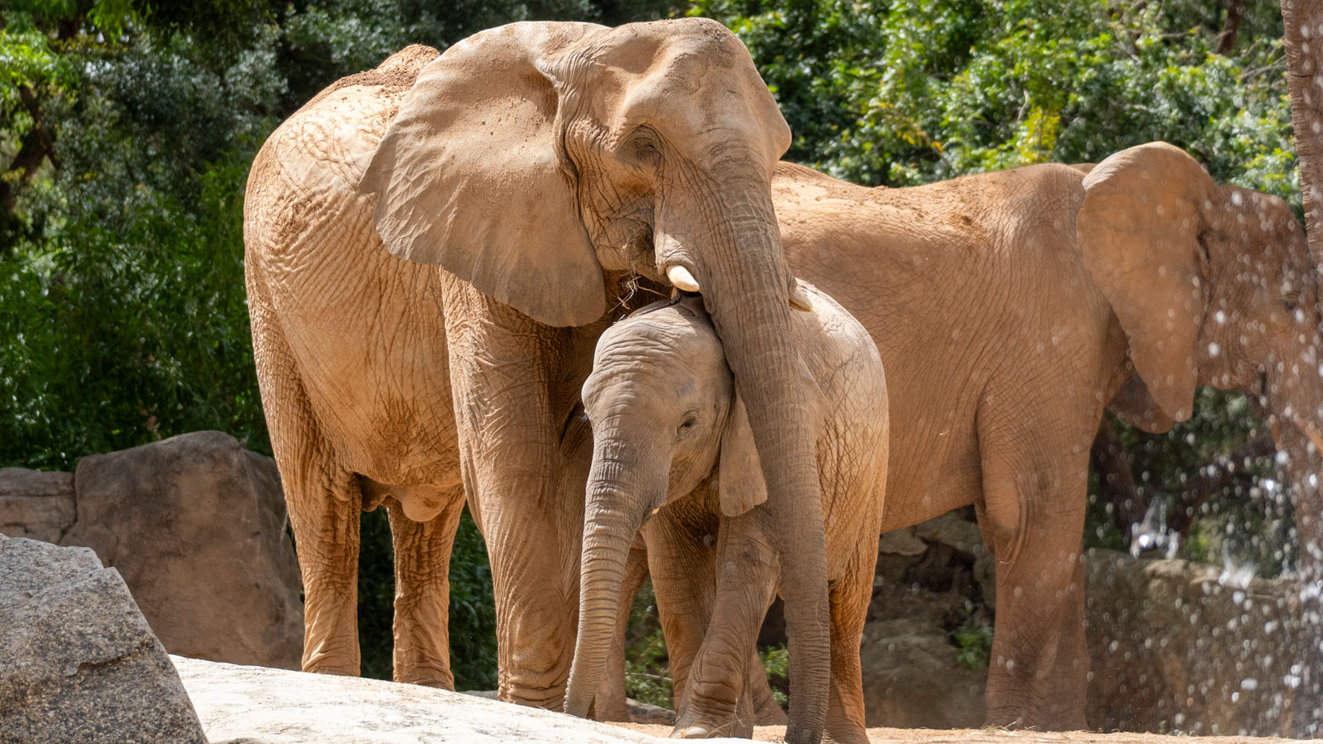 La elefanta Makena y su madre en la sabana de BIOPARC Valencia