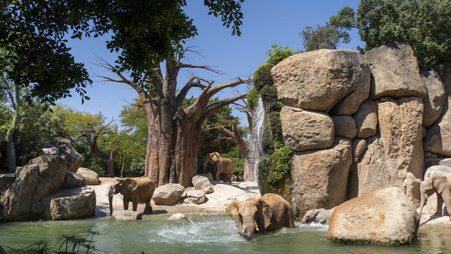 Lago de los elefantes en BIOPARC Valencia