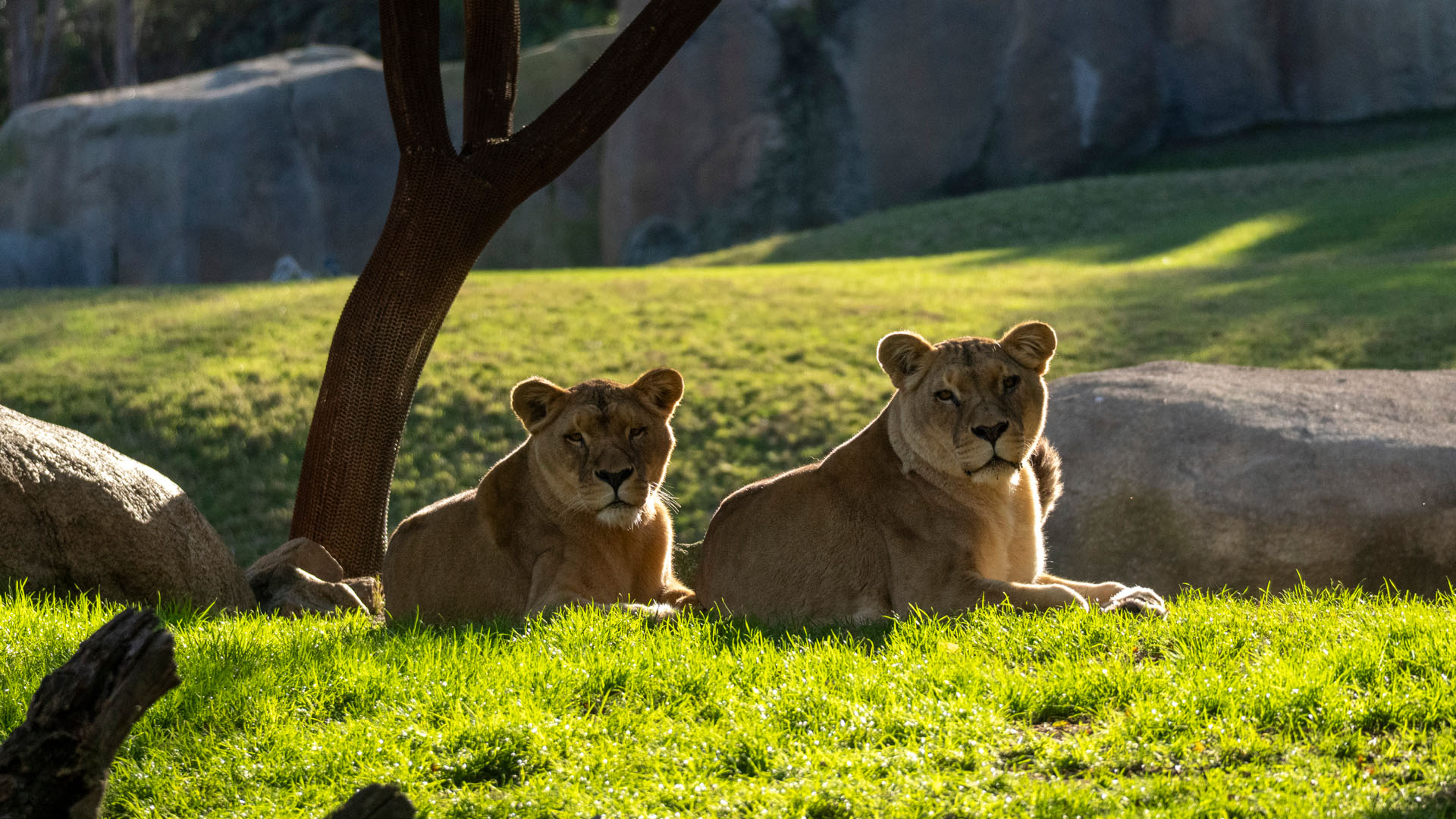 Leonas en BIOPARC Valencia