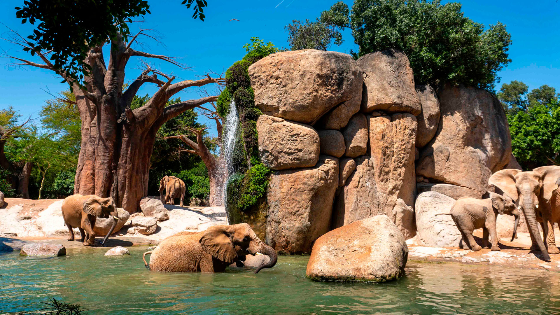 Verano 2026 - Elefantes jugando en el agua - lago en la sabana de BIOPARC Valencia