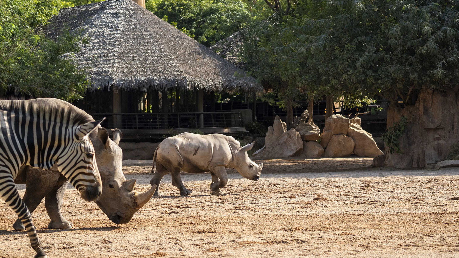 Rinocerontes y cebras en la sabana de BIOPARC Valencia