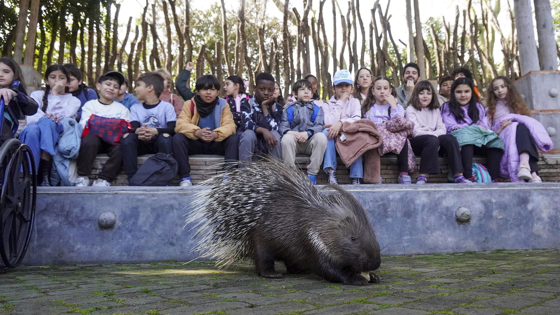 Grupo escolar en el anfiteatro de BIOPARC Valencia 