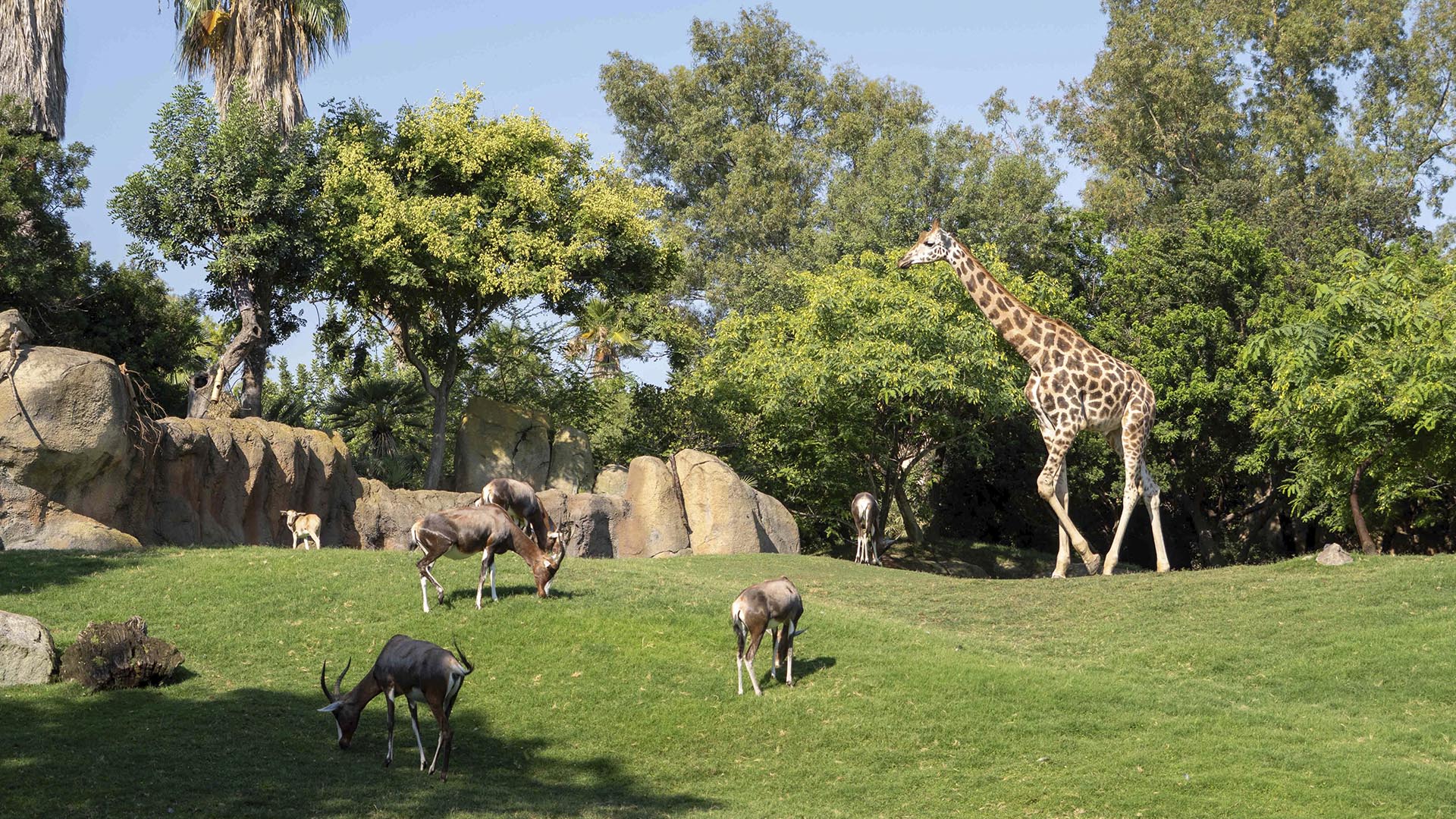 Blesboks y jirafas en la sabana de BIOPARC Valencia