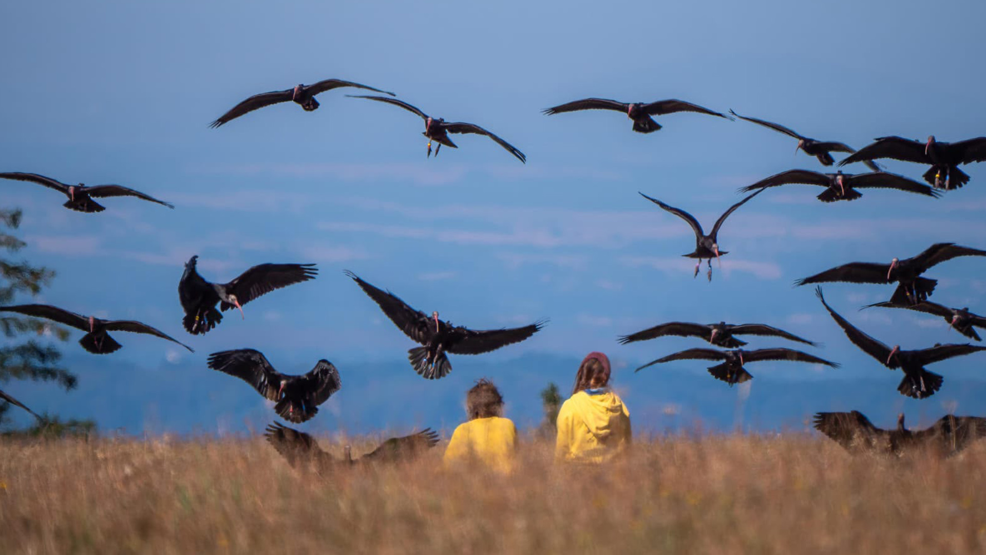 BIOPARC Valencia participa por cuarta vez en el proyecto de guiar con ultraligero a una bandada de ibis eremita en su migración