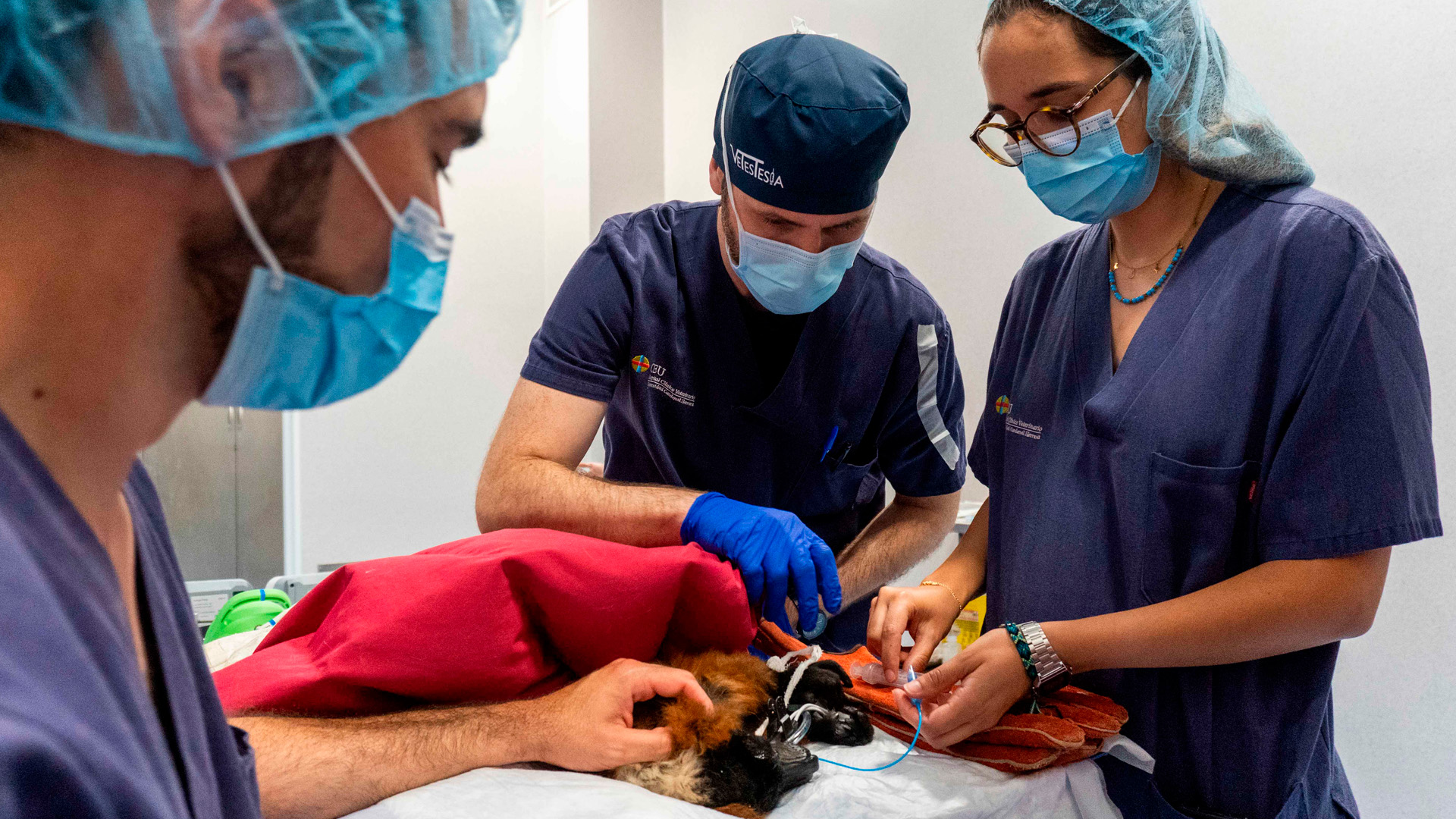 Intervención oftalmología veterinaria - CEU - Lémur de BIOPARC Valencia