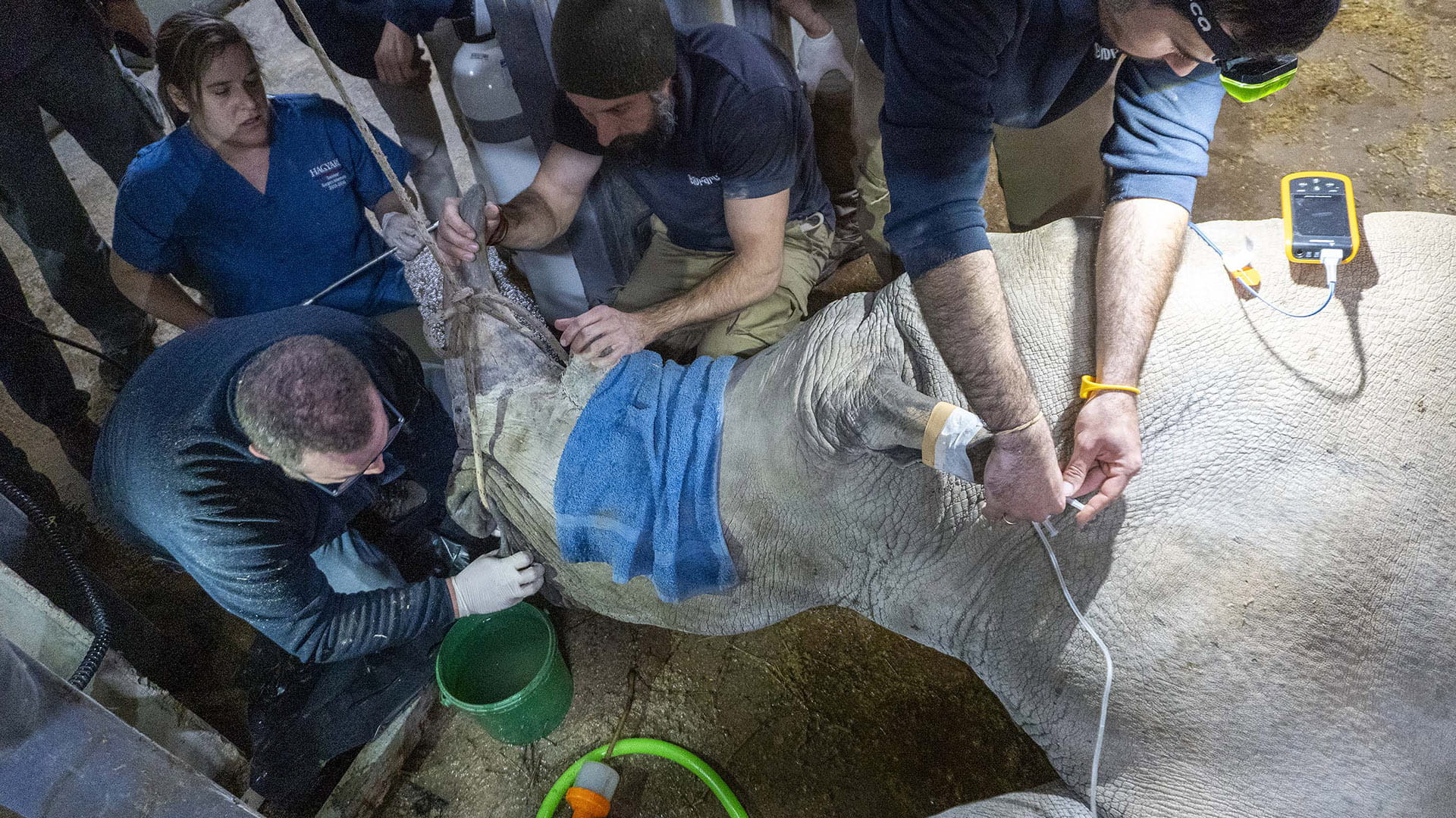 Intervención veterinaria a la hembra de rinoceronte blanco Ami en BIOPARC Valencia