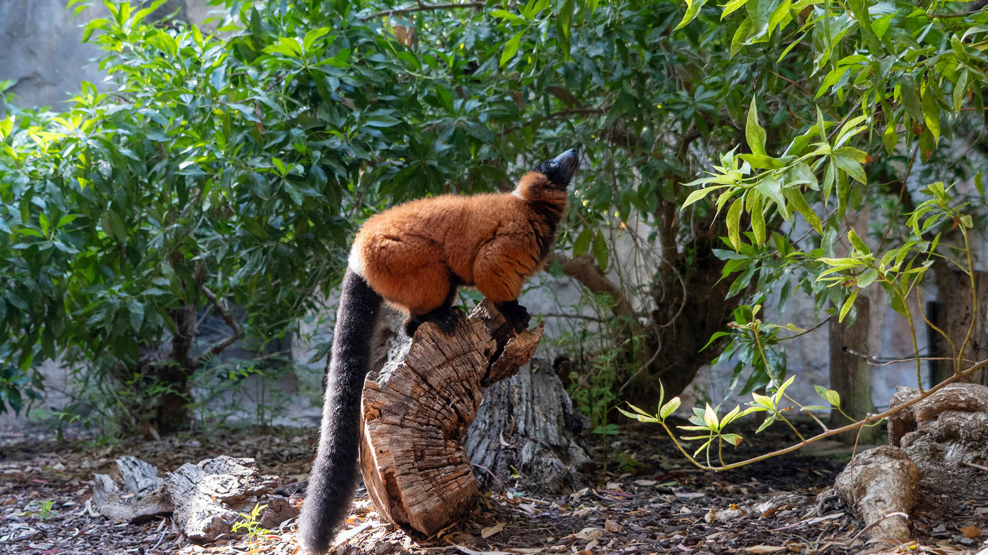 Lemur tras Intervención oftalmología veterinaria - CEU - BIOPARC Valencia