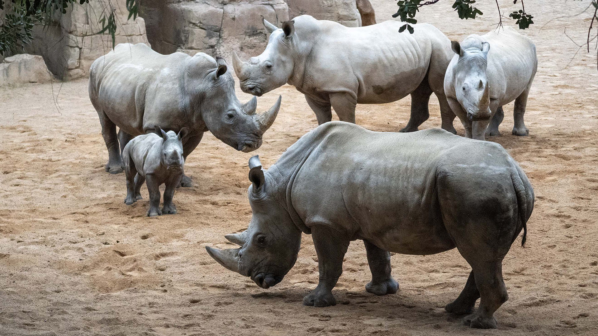 Grupo de rinocerontes de BIOPARC Valencia dentro del programa internacional para su conservación