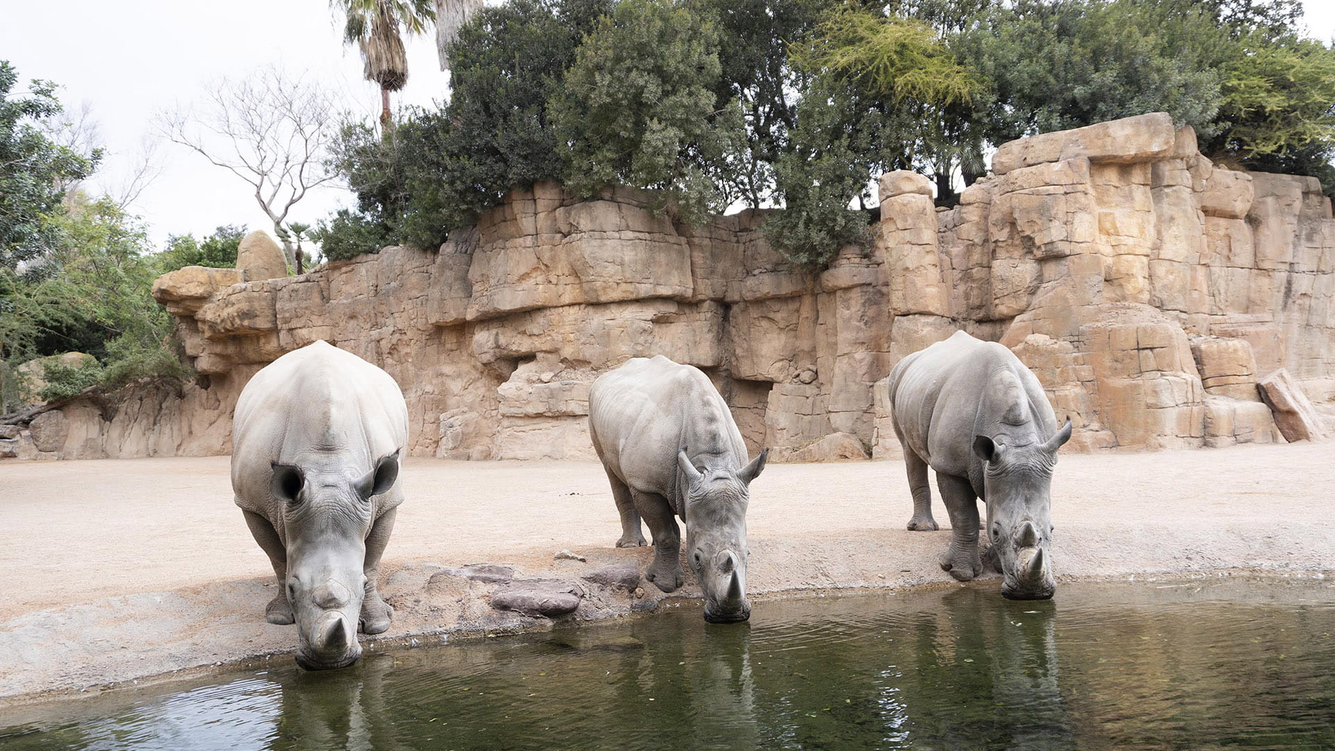 Rinocerontes en la sabana de BIOPARC Valencia