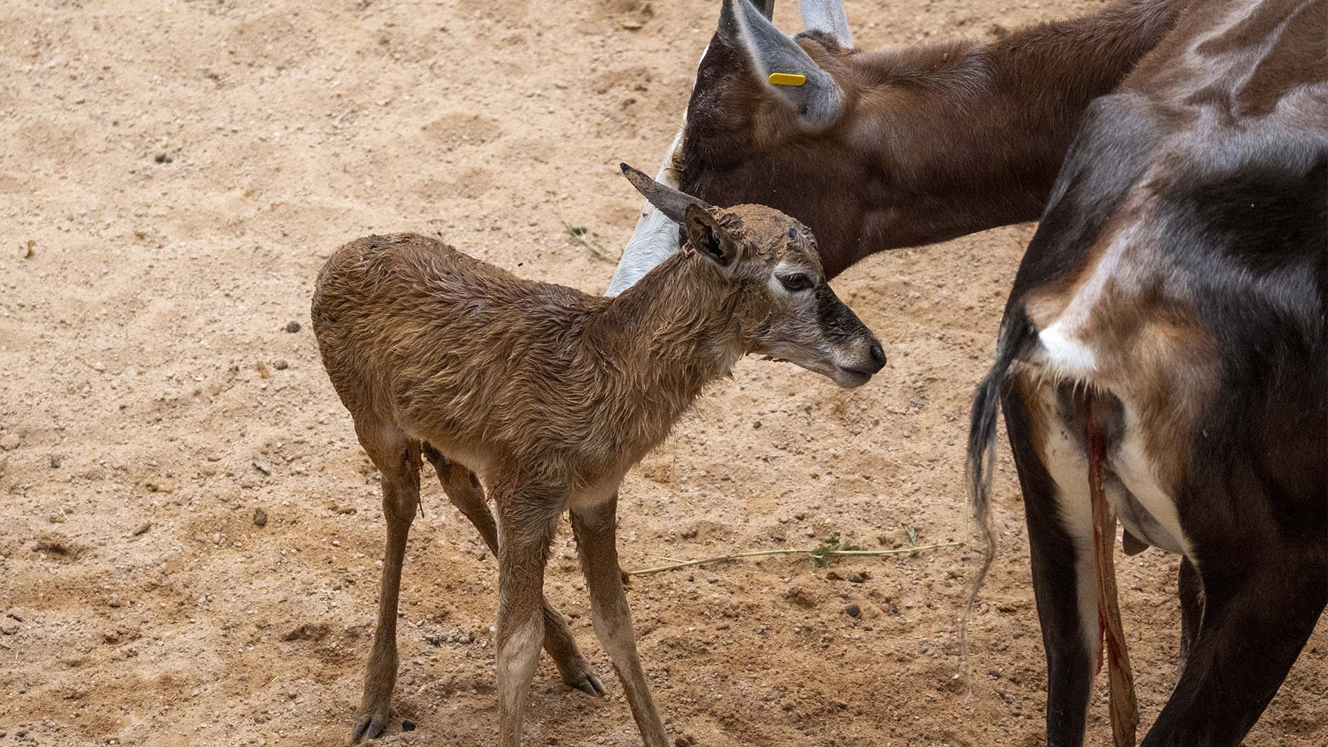 Blesbok recién nacido en la sabana de BIOPARC Valencia