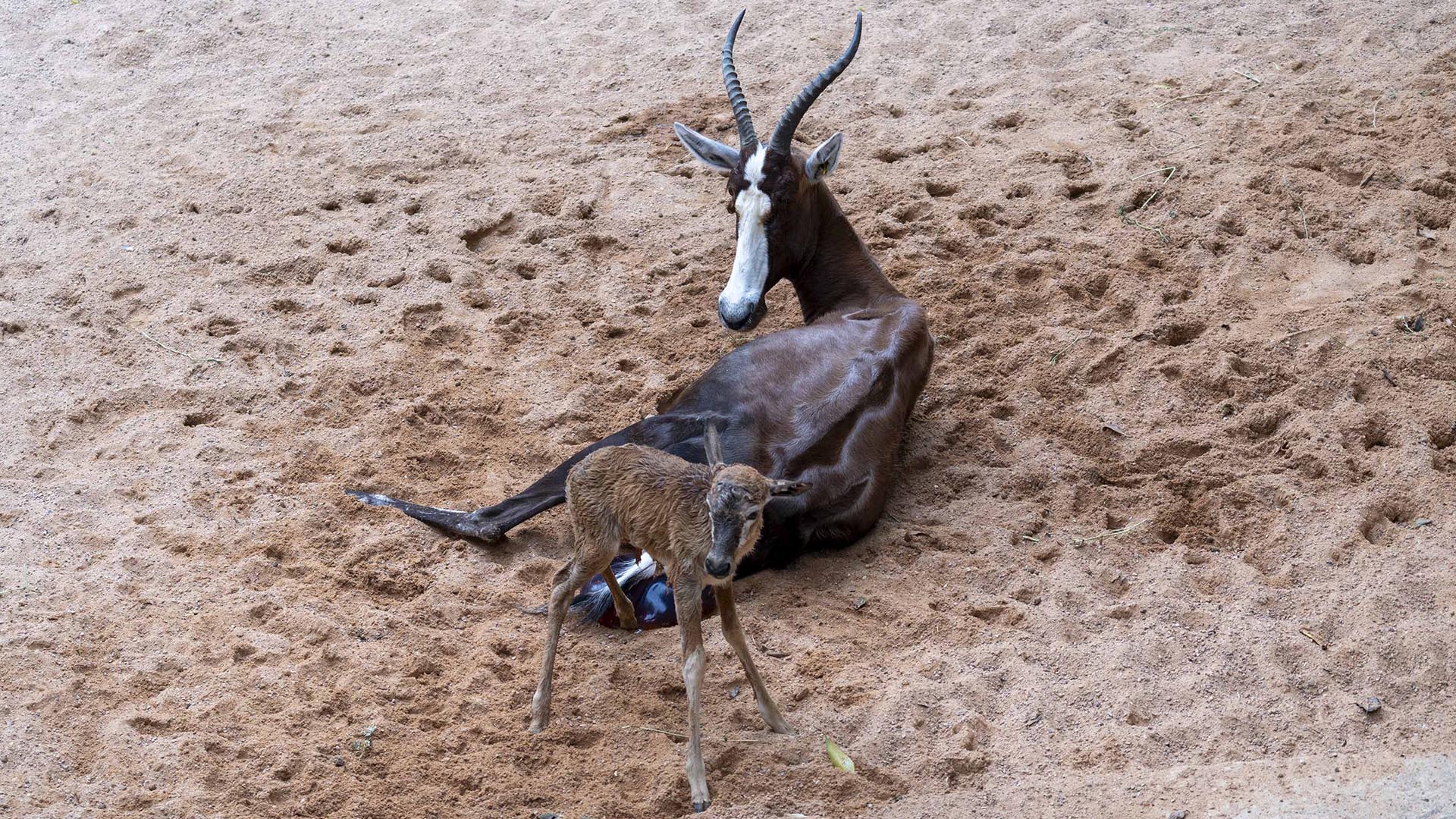 Nacimiento en directo de un blesbok en BIOPARC Valencia
