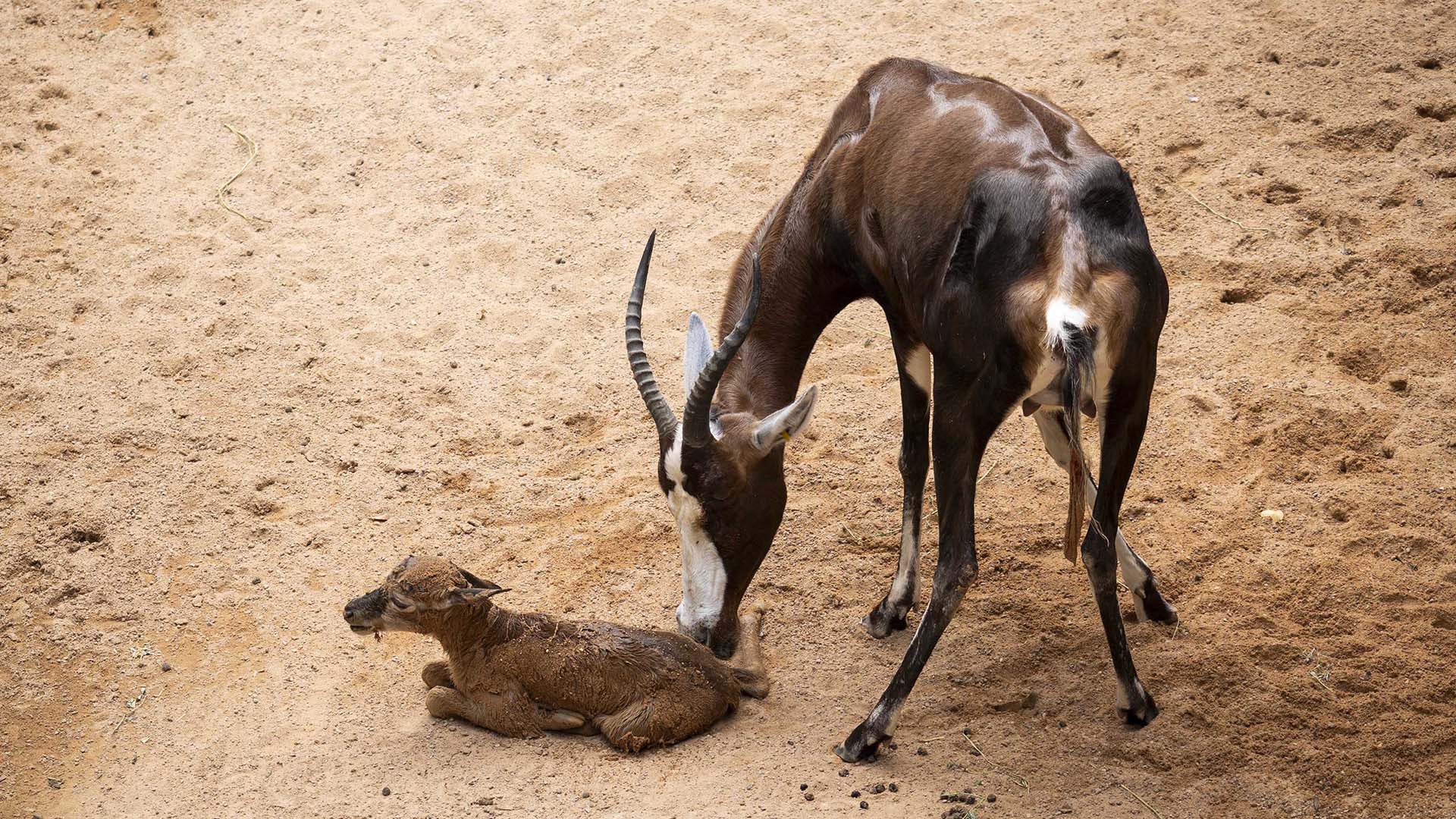 Visitantes de BIOPARC Valencia graban “en directo” y viven el nacimiento de un singular antílope