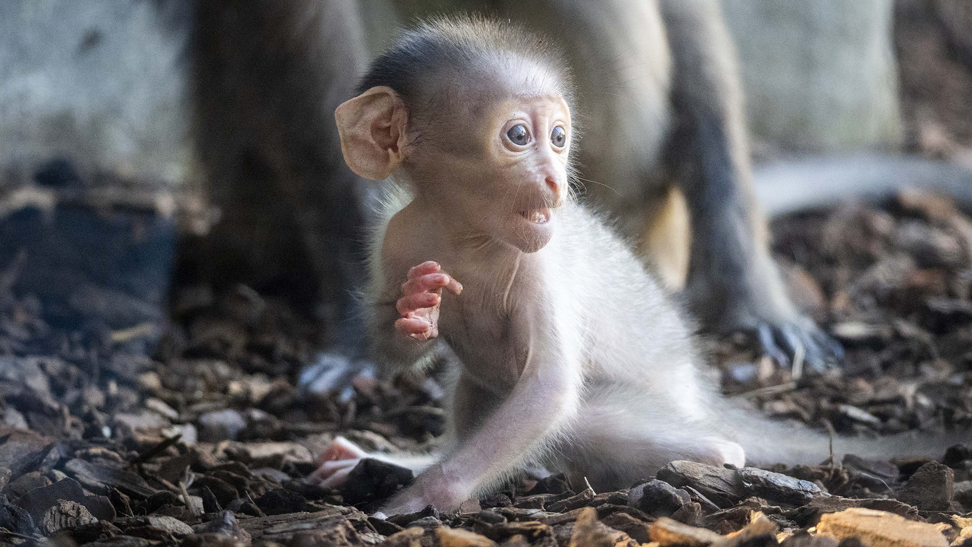 Nace en BIOPARC Valencia un primate en grave peligro de extinción capaz de comunicarse con los ojos