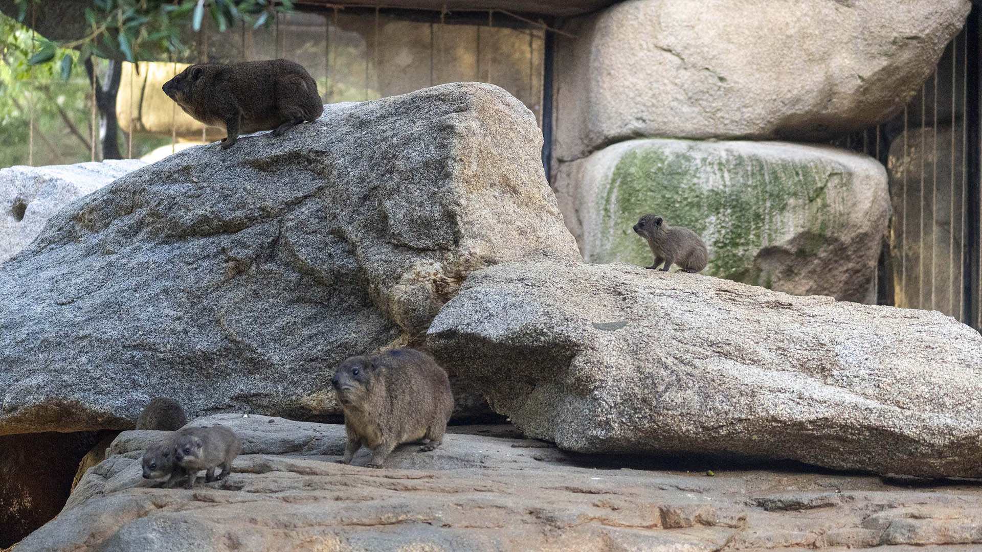 Familia de damanes en el aviario de BIOPARC Valencia