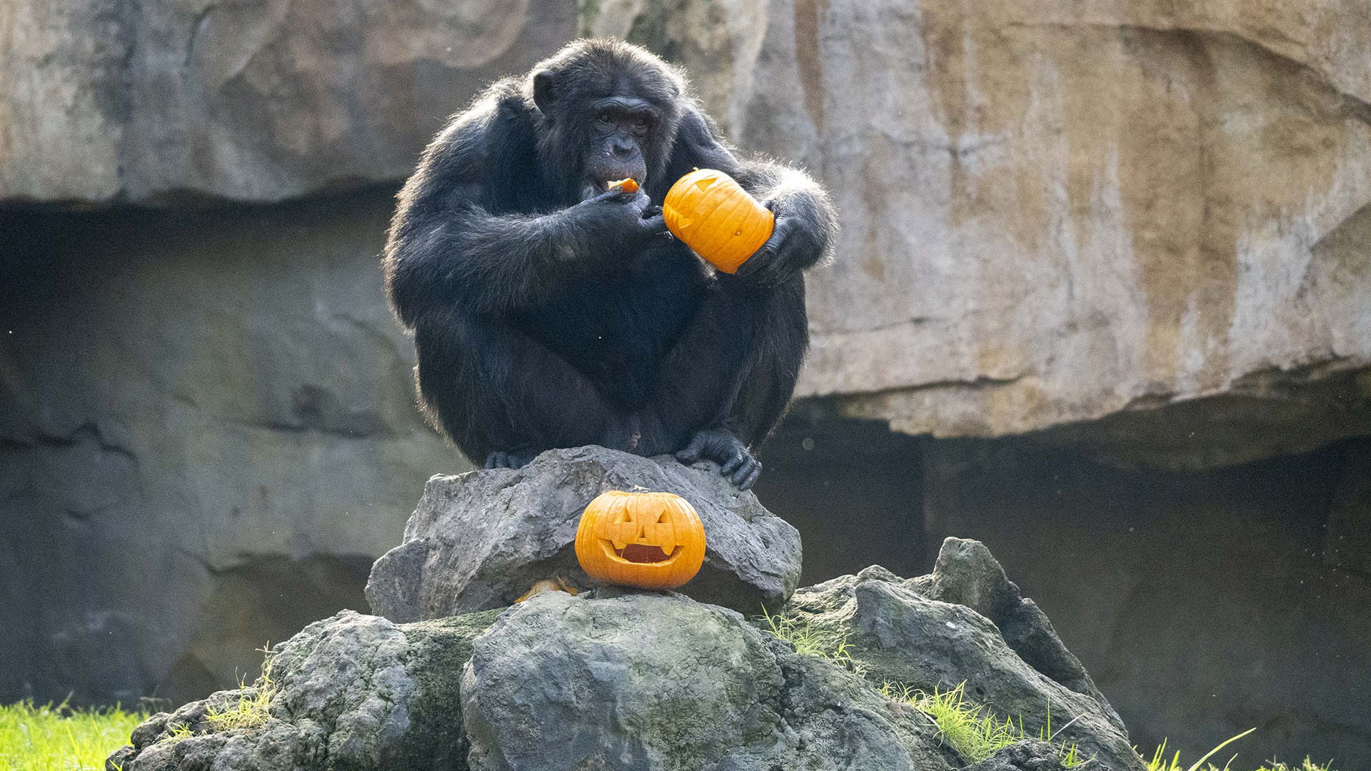Enriquecimiento ambiental en chimpancés con temática Halloween en BIOPARC Valencia