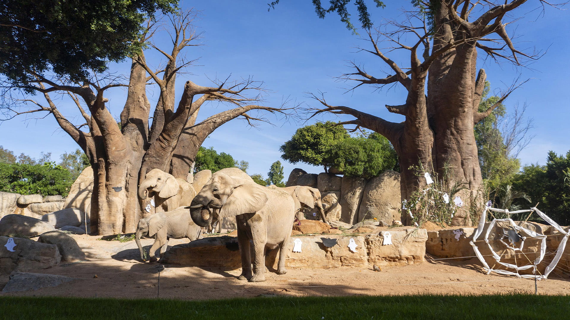 Enriquecimiento ambiental en elefantes con temática Halloween en BIOPARC Valencia