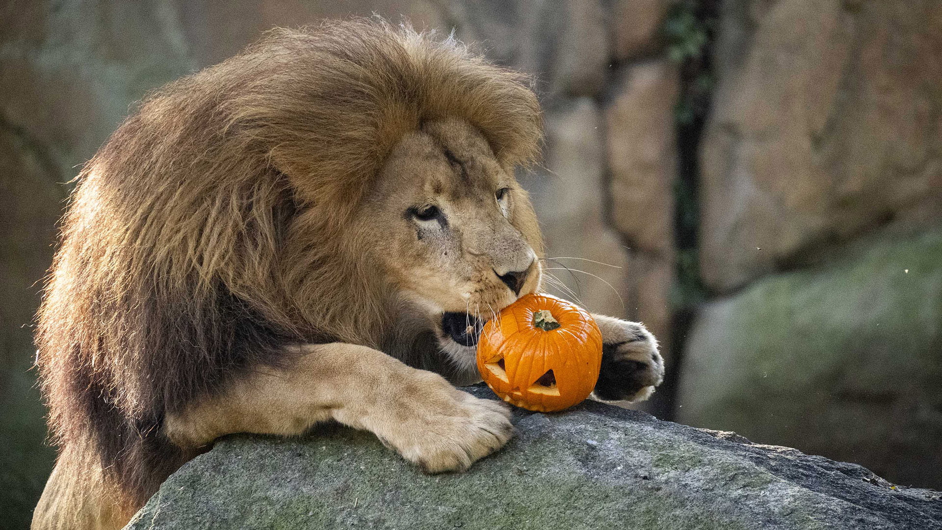 Los animales de BIOPARC Valencia disfrutan de un Halloween “aterrador”