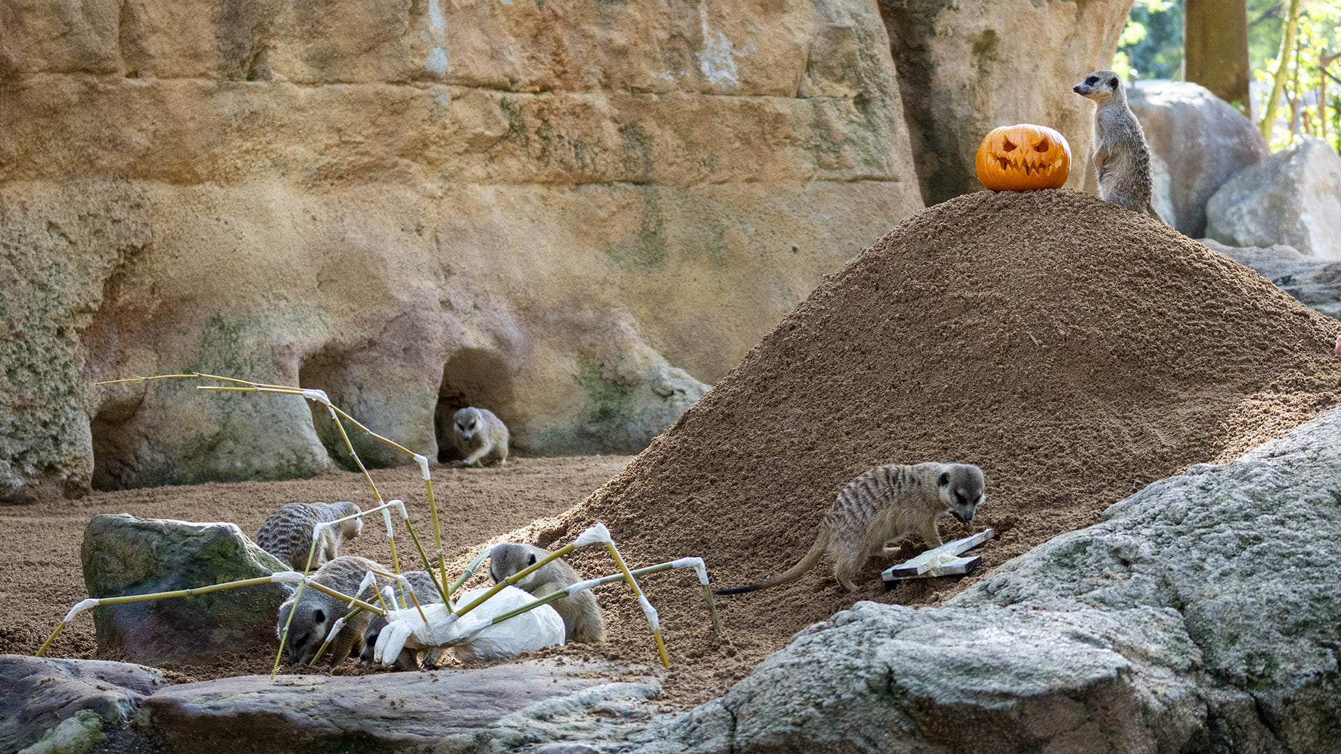 Enriquecimiento ambiental en suricatas con temática Halloween en BIOPARC Valencia