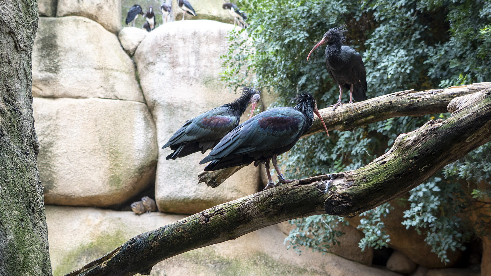 Ibis eremita y damanes en el aviario de BIOPARC Valencia